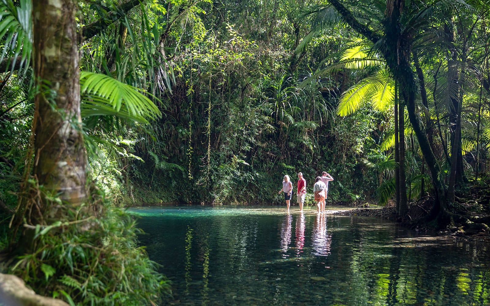 Guided Day Tour of Daintree Rainforest with Transfers from Port Douglas & Mossman experience tickets in Cairns | TickYourList