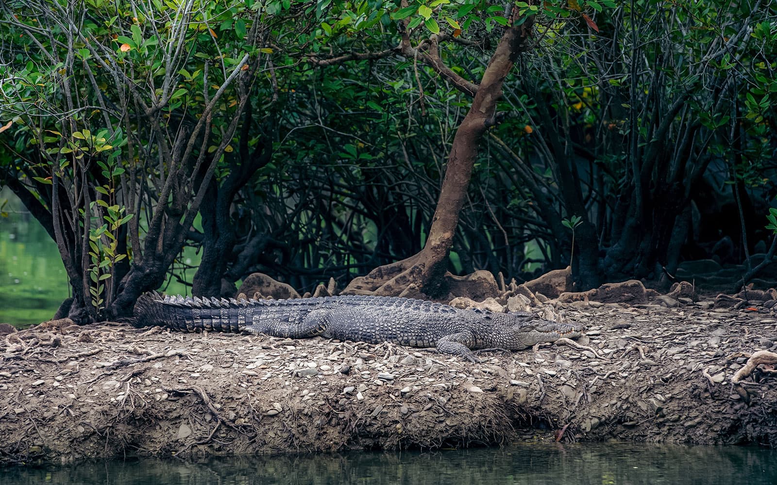 Guided Day Tour of Daintree Rainforest with Transfers from Port Douglas & Mossman tickets in Cairns - Activities | TickYourList