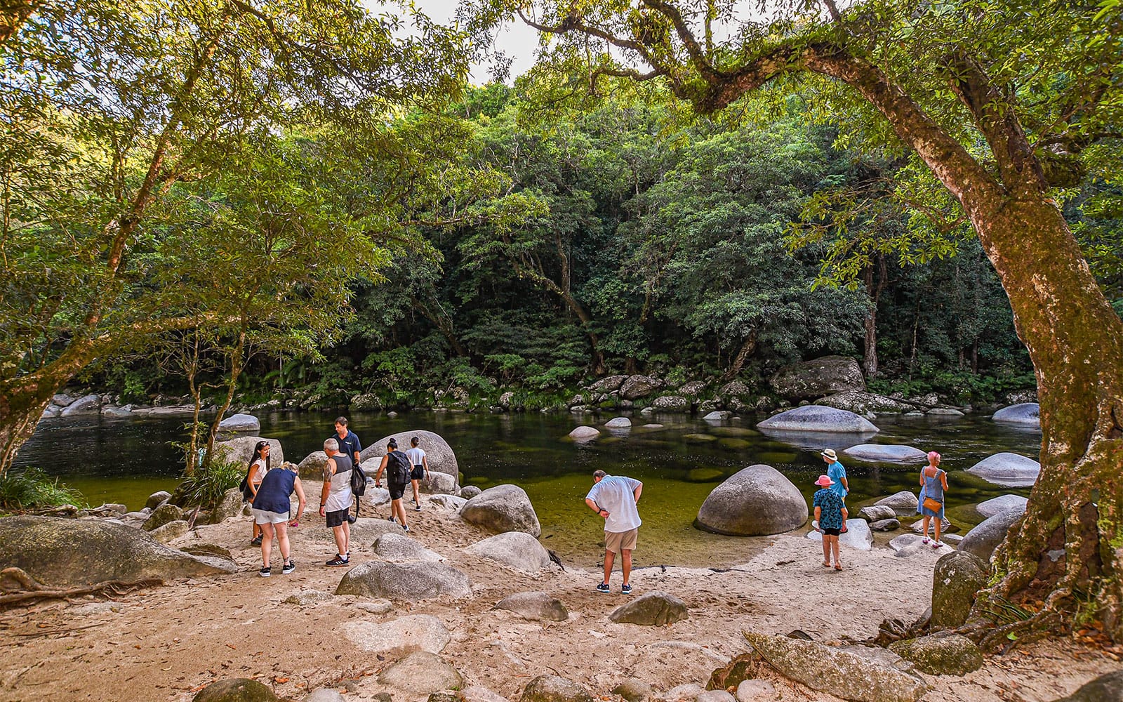 Guided Day Tour of Daintree Rainforest with Transfers from Port Douglas & Mossman tickets in Cairns - Highlights | TickYourList