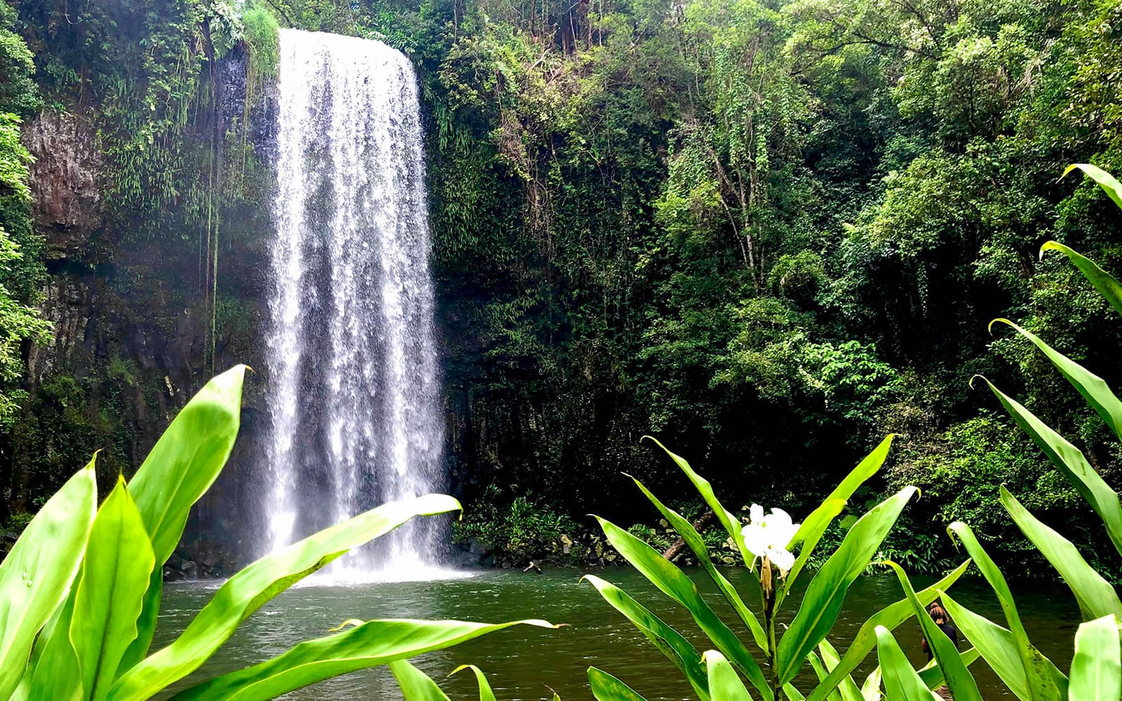 Half-Day Waterfall Wanderers Tour in Queensland tickets in Cairns - Activities | TickYourList