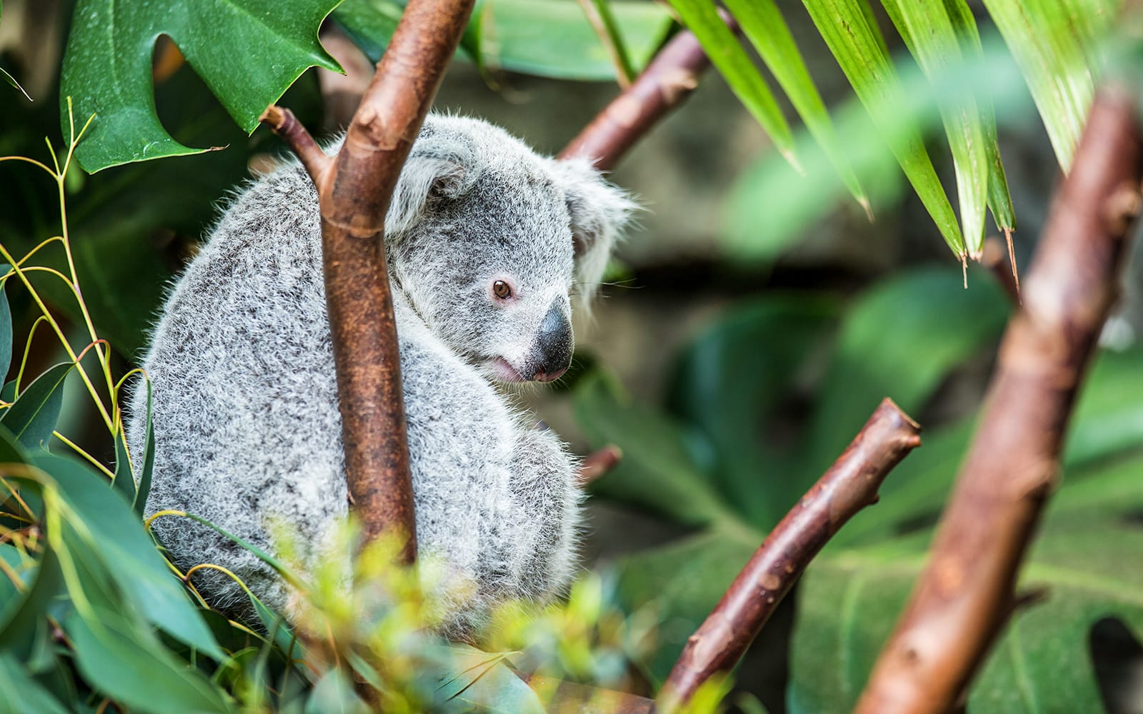 Full-Day Tour of Rainforestation Nature Park from Cairns tickets in Cairns - Activities | TickYourList