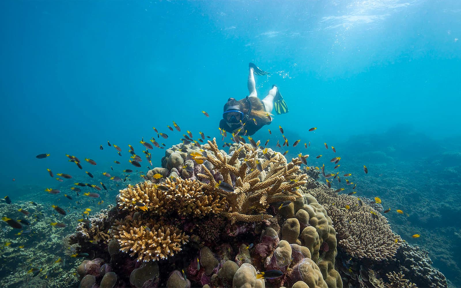 Cairns to Frankland Islands Reef Cruise with Snorkeling & Lunch tickets in Cairns - Attractions | TickYourList