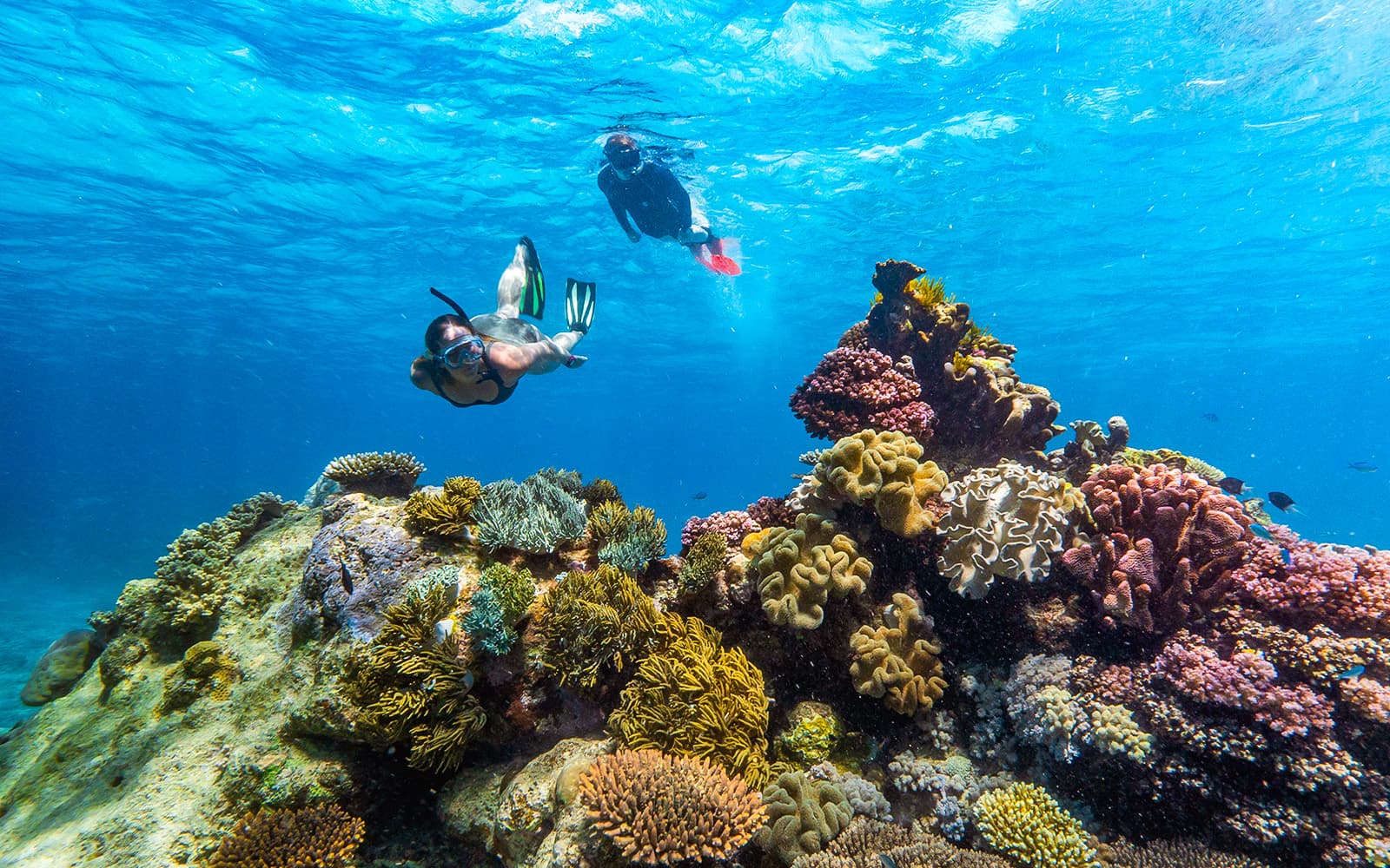 Cairns to Great Barrier Reef Full Day Cruise with Guided Snorkelling Tours tickets in Cairns - Activities | TickYourList