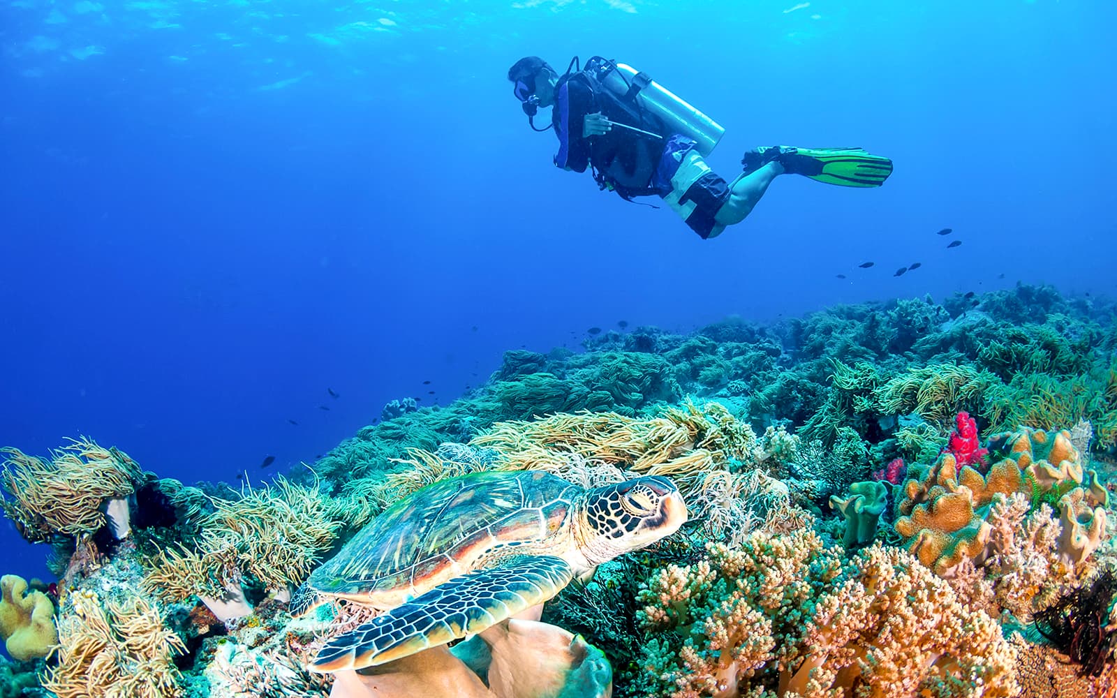Cairns to Green Island and Outer Reef Sailing Cruise with Guided Snorkel and Lunch tickets in Cairns - Attractions | TickYourList