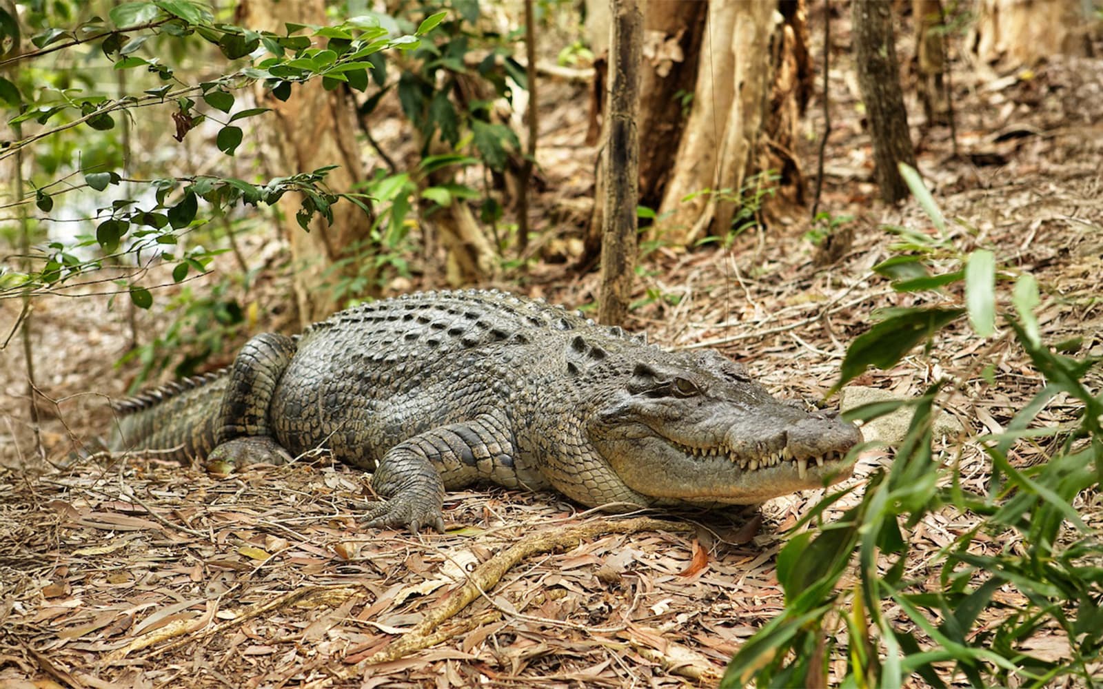 From Cairns: Scenic Train, Skyrail, & Hartley's Crocodile Adventures tickets in Cairns - Activities | TickYourList