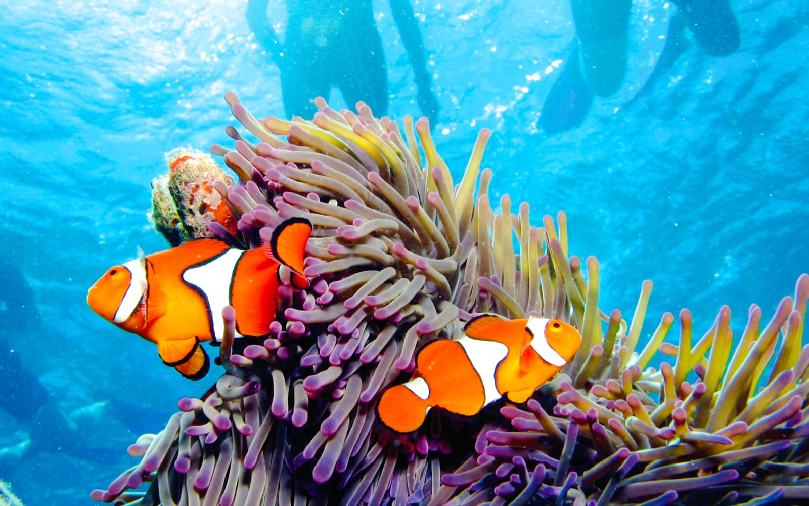 Port Douglas to Low Isles Island Cruise with Guided Snorkel tickets in Cairns - Highlights | TickYourList