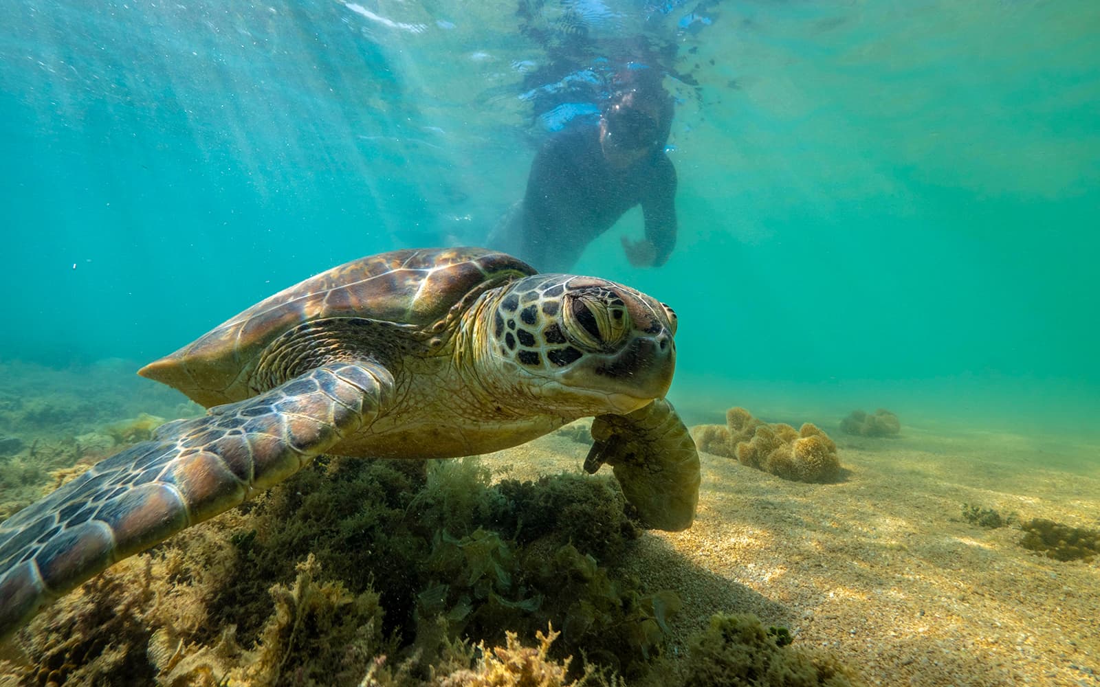 Port Douglas to Low Isles Island Cruise with Guided Snorkel tickets in Cairns - Features | TickYourList