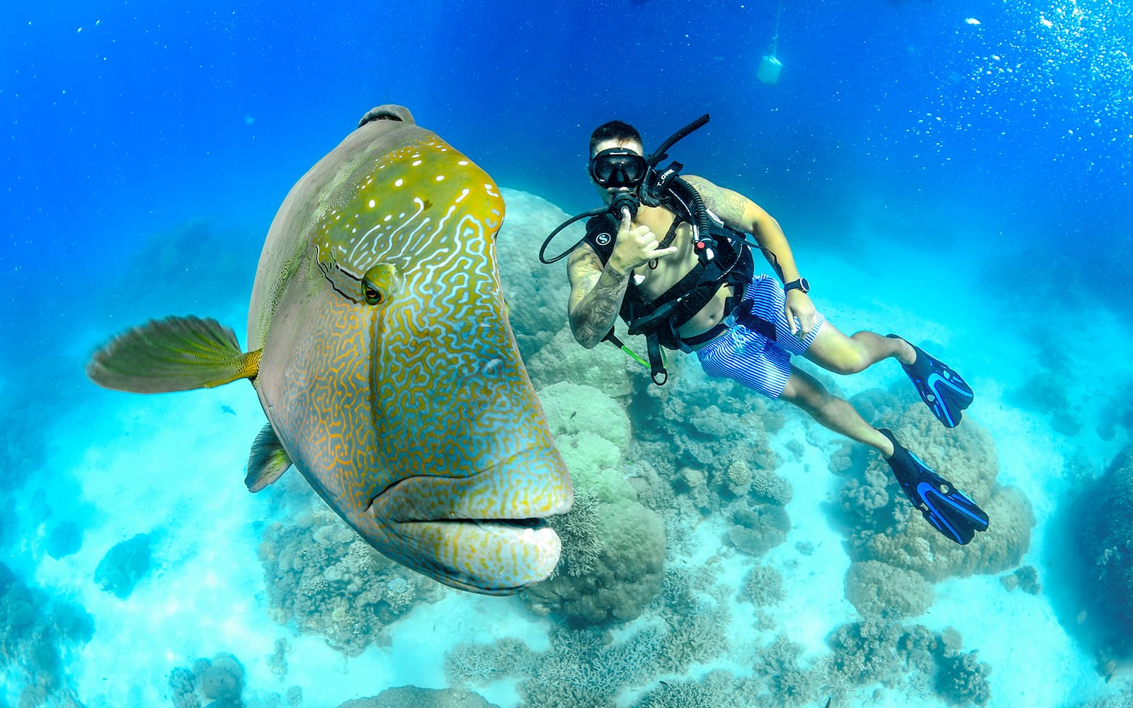 Cairns to Great Barrier Reef Snorkel Cruise with Scuba Diving tickets in Cairns - Activities | TickYourList