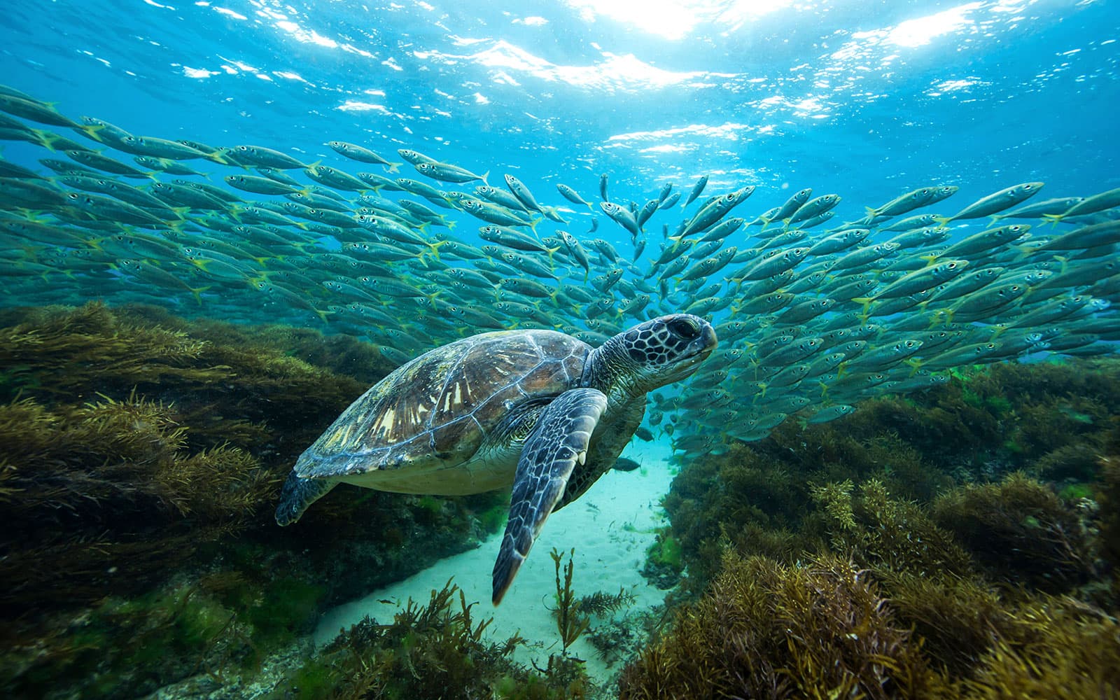 Cairns to Great Barrier Reef Snorkel Cruise with Scuba Diving tickets in Cairns - Highlights | TickYourList