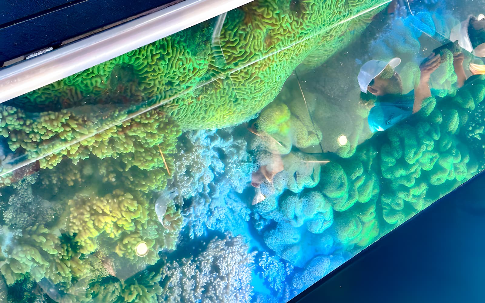 From Airlie Beach: Whitsundays Glass-Bottom Boat Tour tickets in Whitsundays - Features | TickYourList