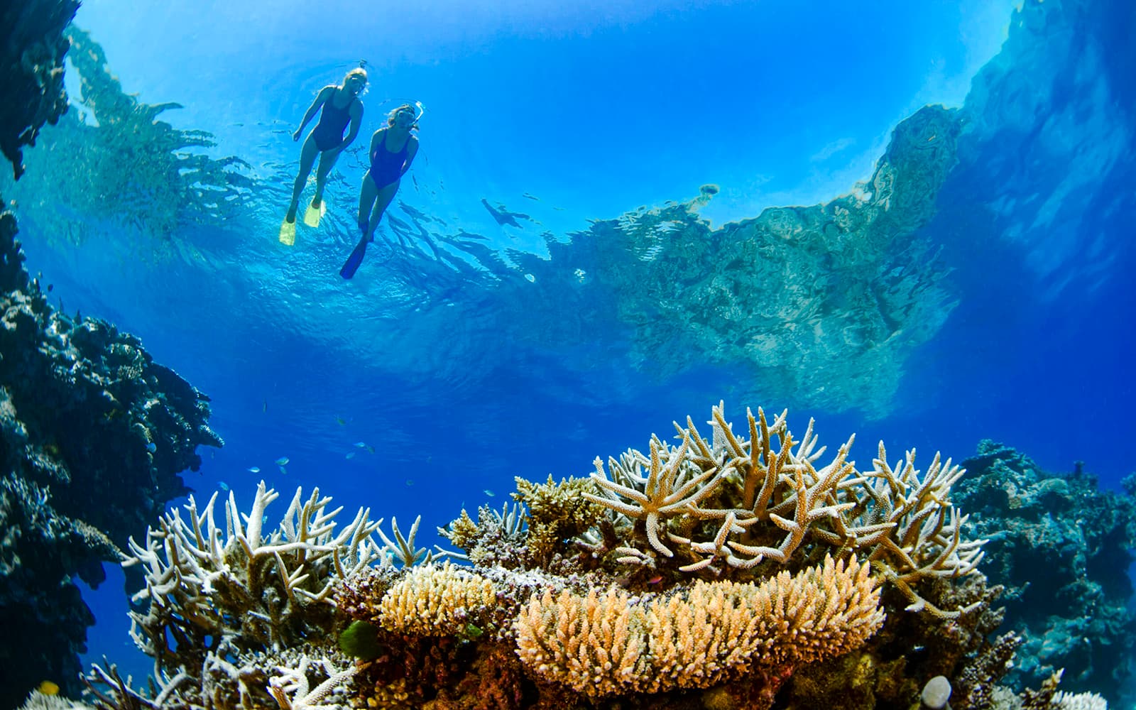 Airlie Beach: Outer Great Barrier Reef & Whitehaven Beach Snorkel Tour tickets in Whitsundays - Attractions | TickYourList