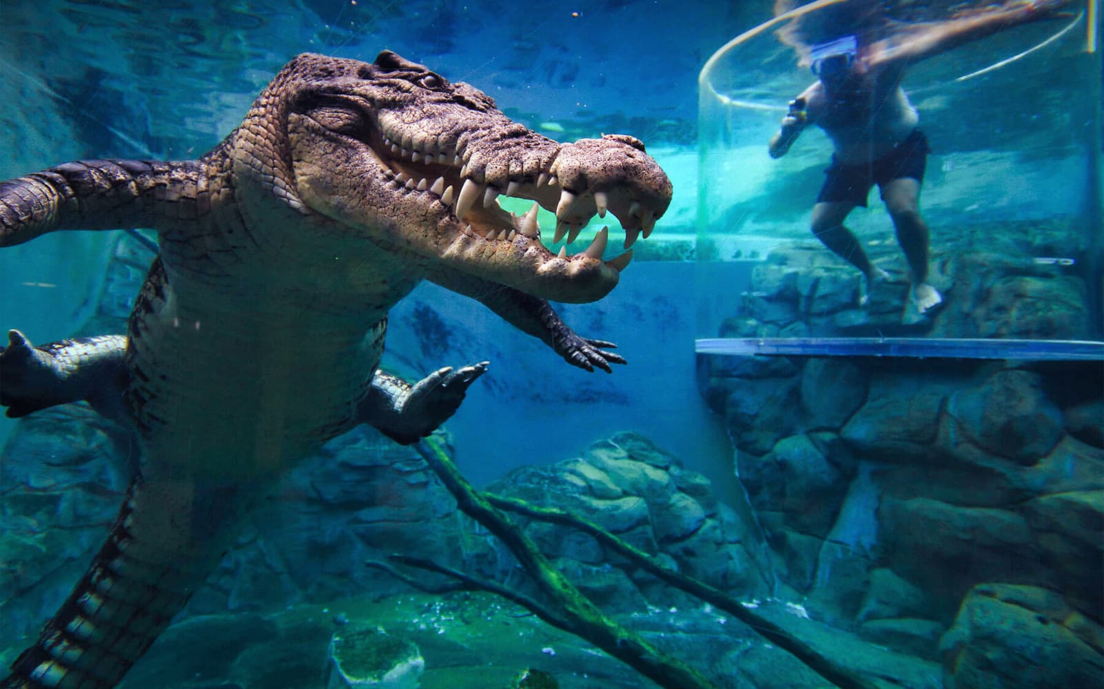 Combo: Darwin Hop-On Hop-Off Bus Tour + Crocosaurus Cove Tickets in Darwin - Highlights | TickYourList
