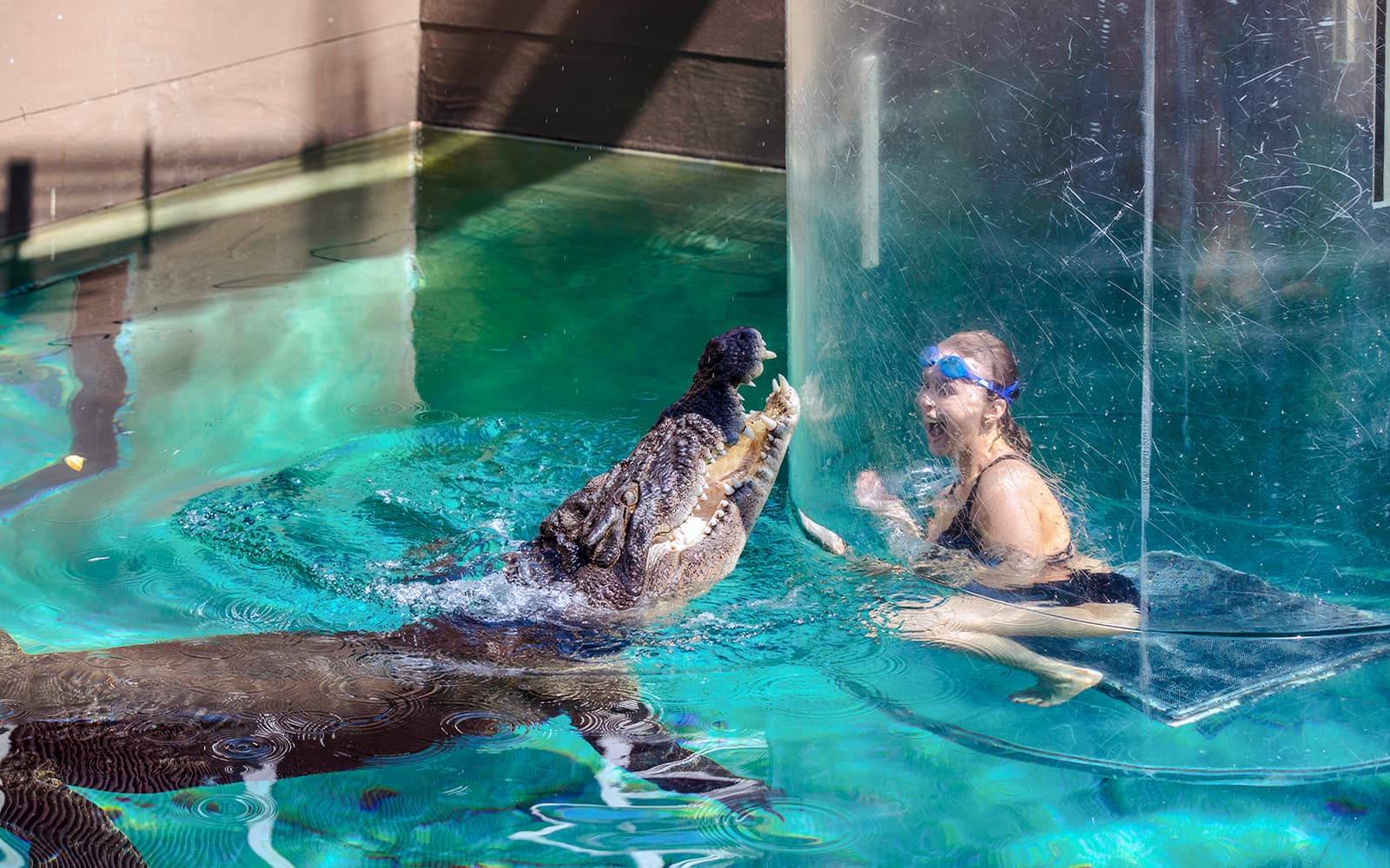 Crocosaurus Cove Tickets with Cage of Death Experience