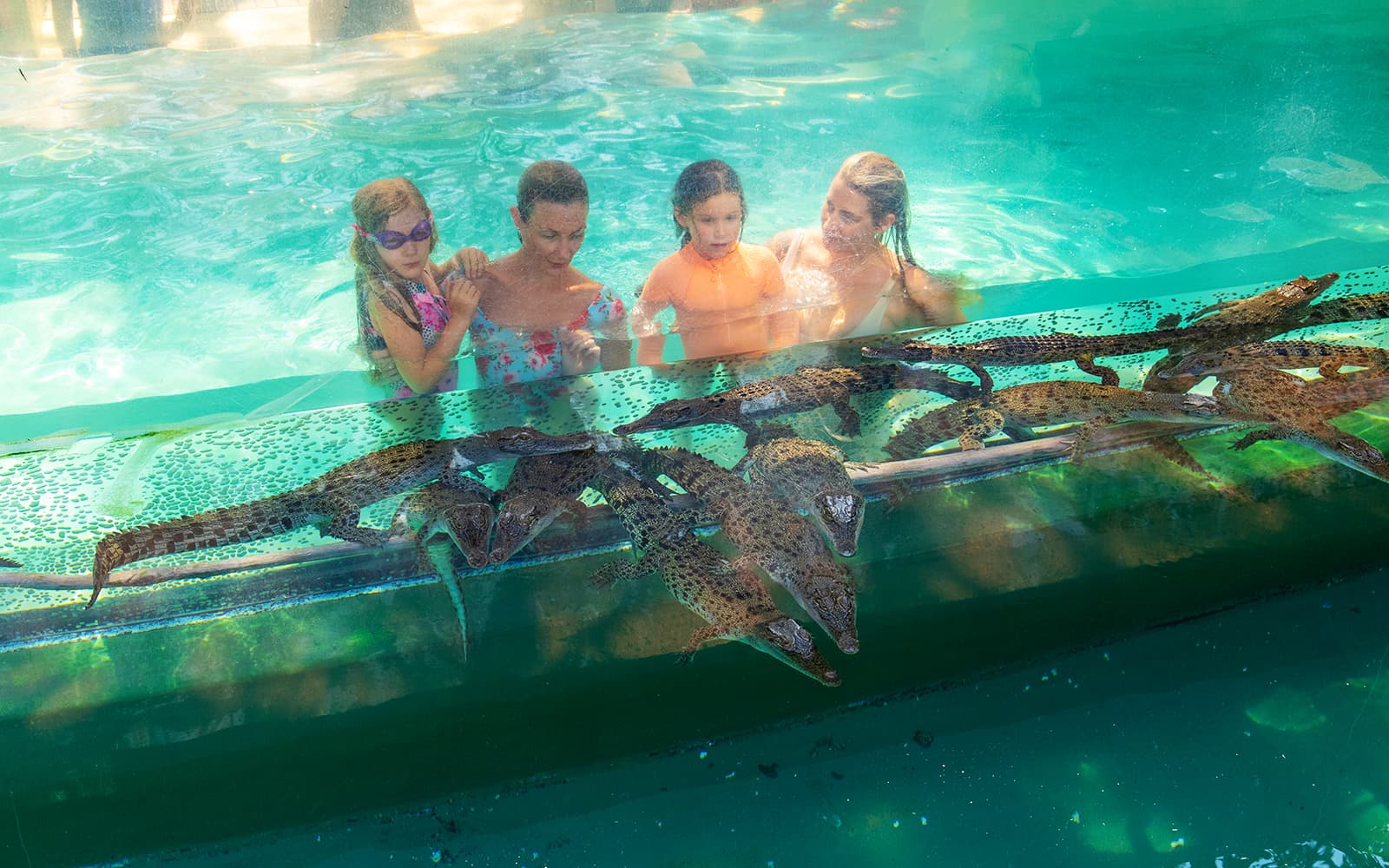 Crocosaurus Cove Tickets with Cage of Death Experience in Darwin - Features | TickYourList