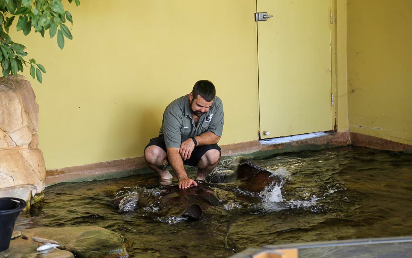 Crocosaurus Cove Tickets with Whipray Encounter in Darwin - Activities | TickYourList
