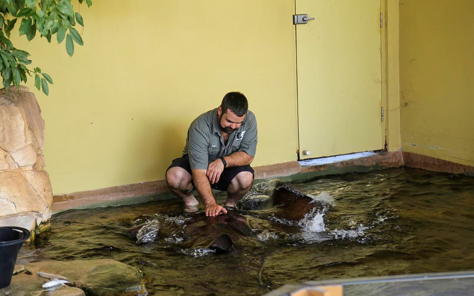 Crocosaurus Cove Tickets with Whipray Encounter in Darwin - Activities | TickYourList