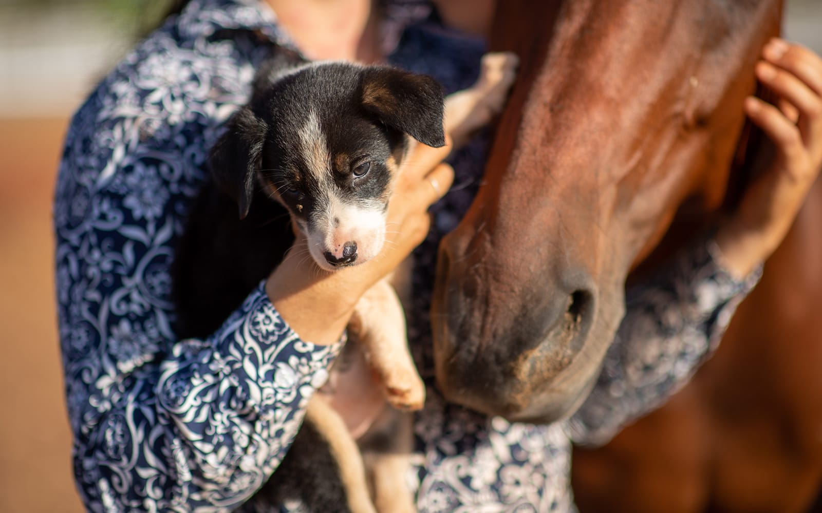 Katherine Outback Experience - 2 Hour Show tickets in Darwin - Activities | TickYourList