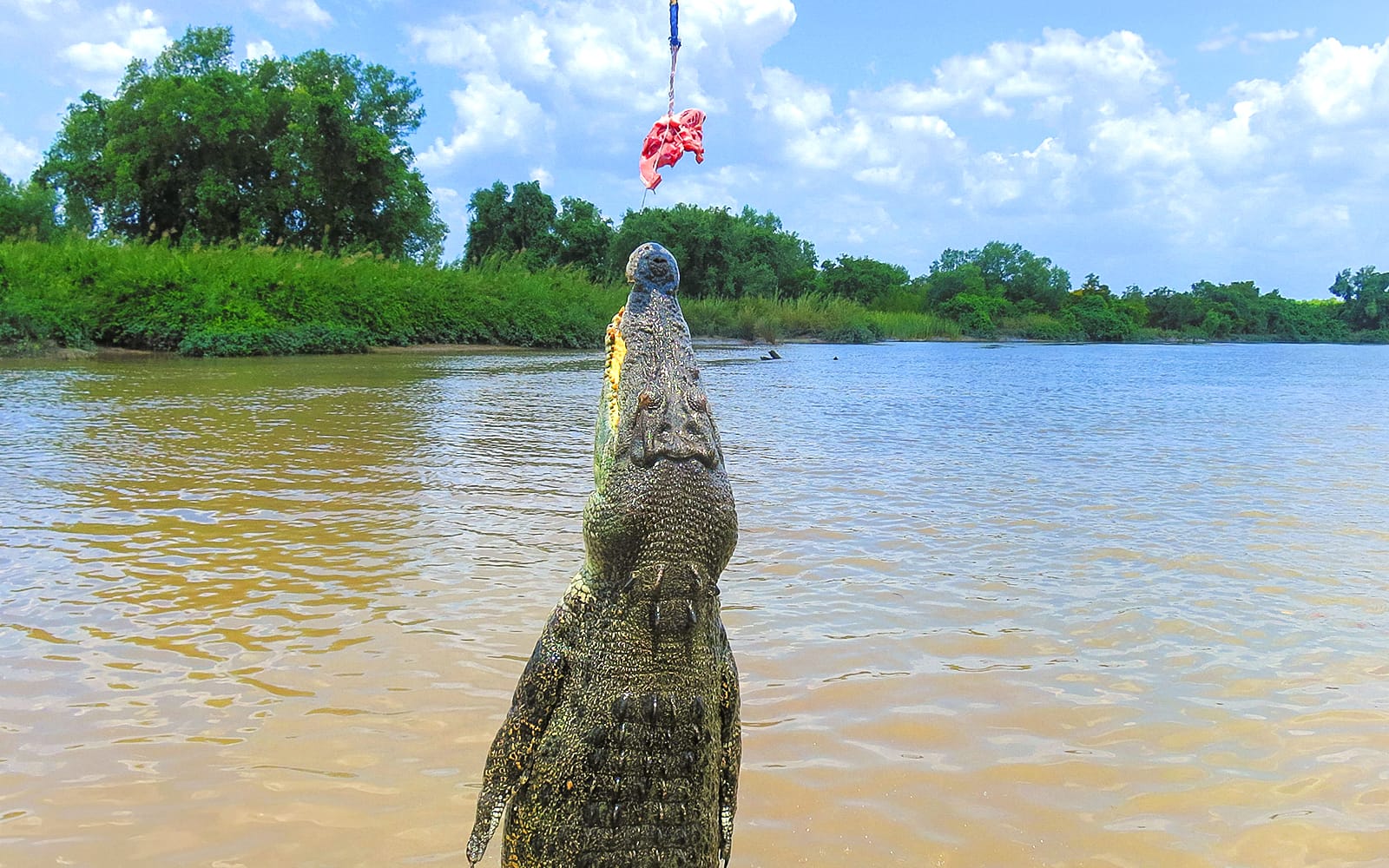 From Darwin: Half-Day Wildlife Tour with Jumping Crocodile Cruise experience tickets in Darwin | TickYourList
