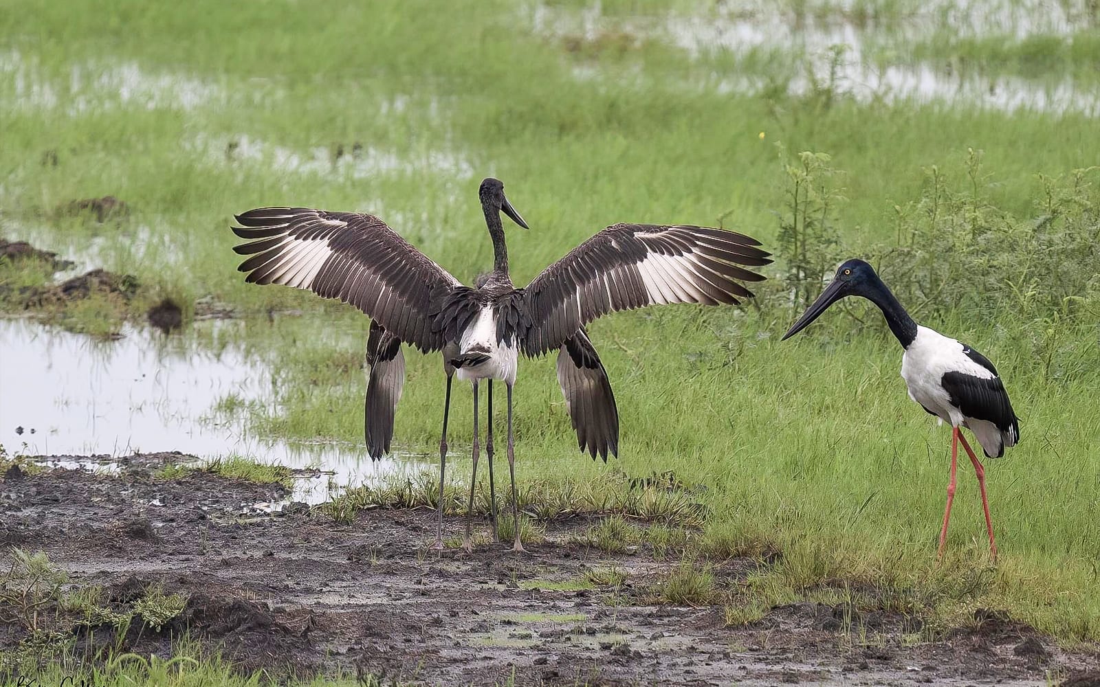 From Darwin: Half-Day Wildlife Tour with Jumping Crocodile Cruise tickets in Darwin - Activities | TickYourList