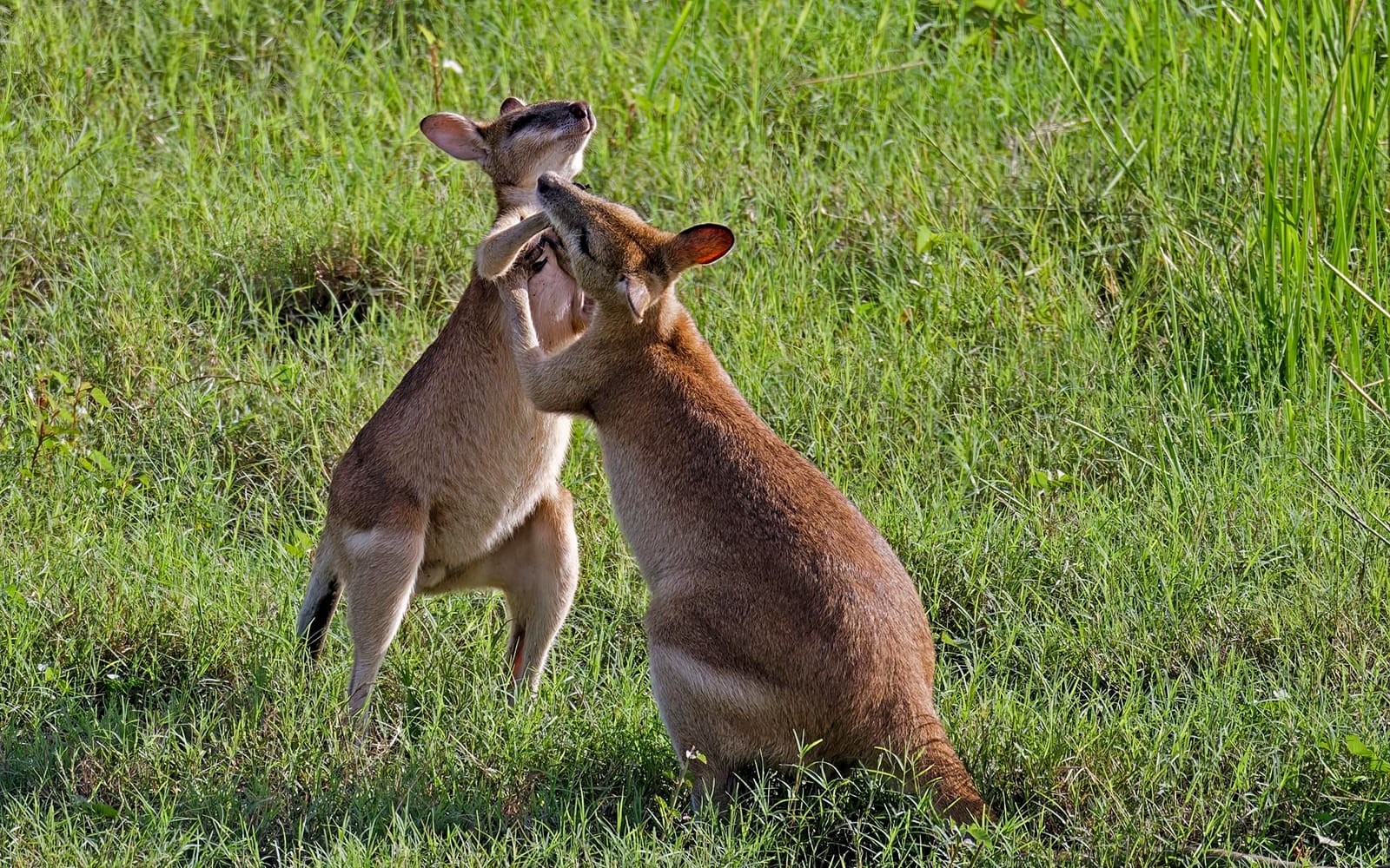 From Darwin: Half-Day Wildlife Tour with Jumping Crocodile Cruise tickets in Darwin - Highlights | TickYourList