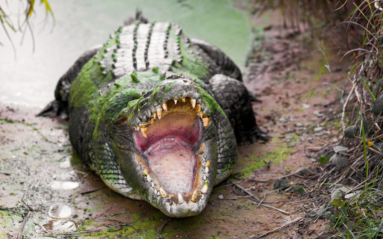 From Darwin: Top End Safari Camp Overnight Tour Around Finniss River tickets in Darwin - Features | TickYourList