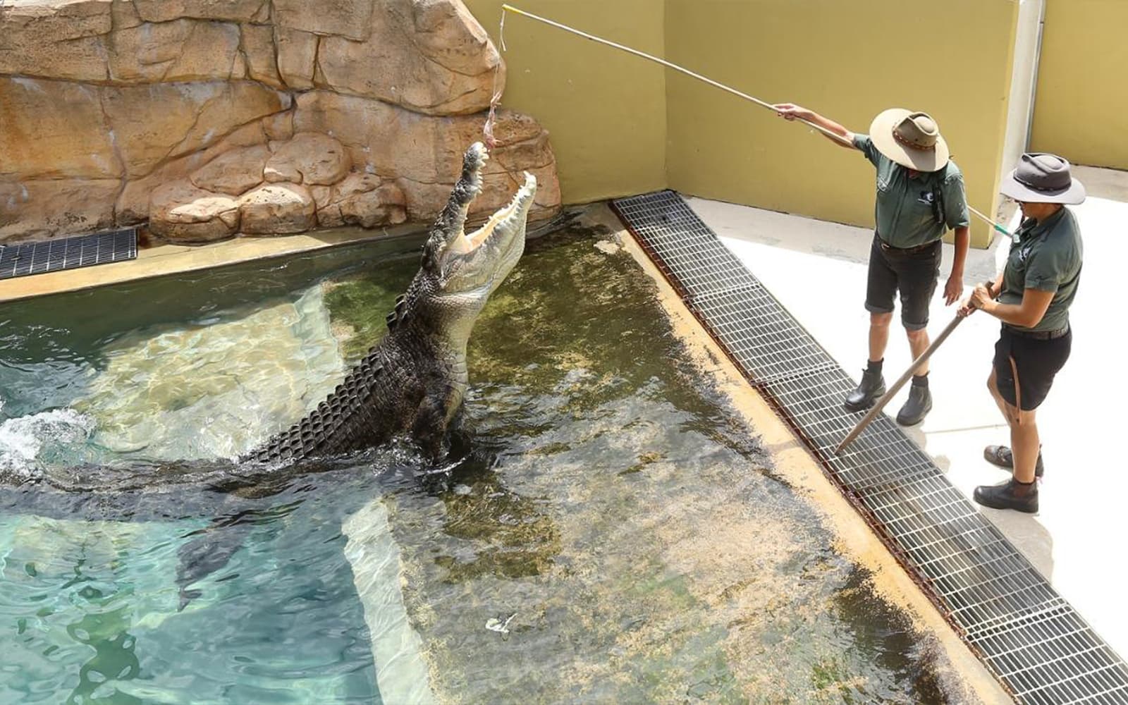 Family Saver Pack: Crocosaurus Cove Tickets in Darwin - Full Experience | TickYourList