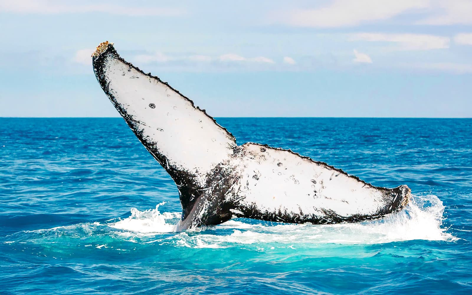 From Hervey Bay: K'gari (Fraser Island) Whale Watching Cruise tickets in Brisbane - Attractions | TickYourList