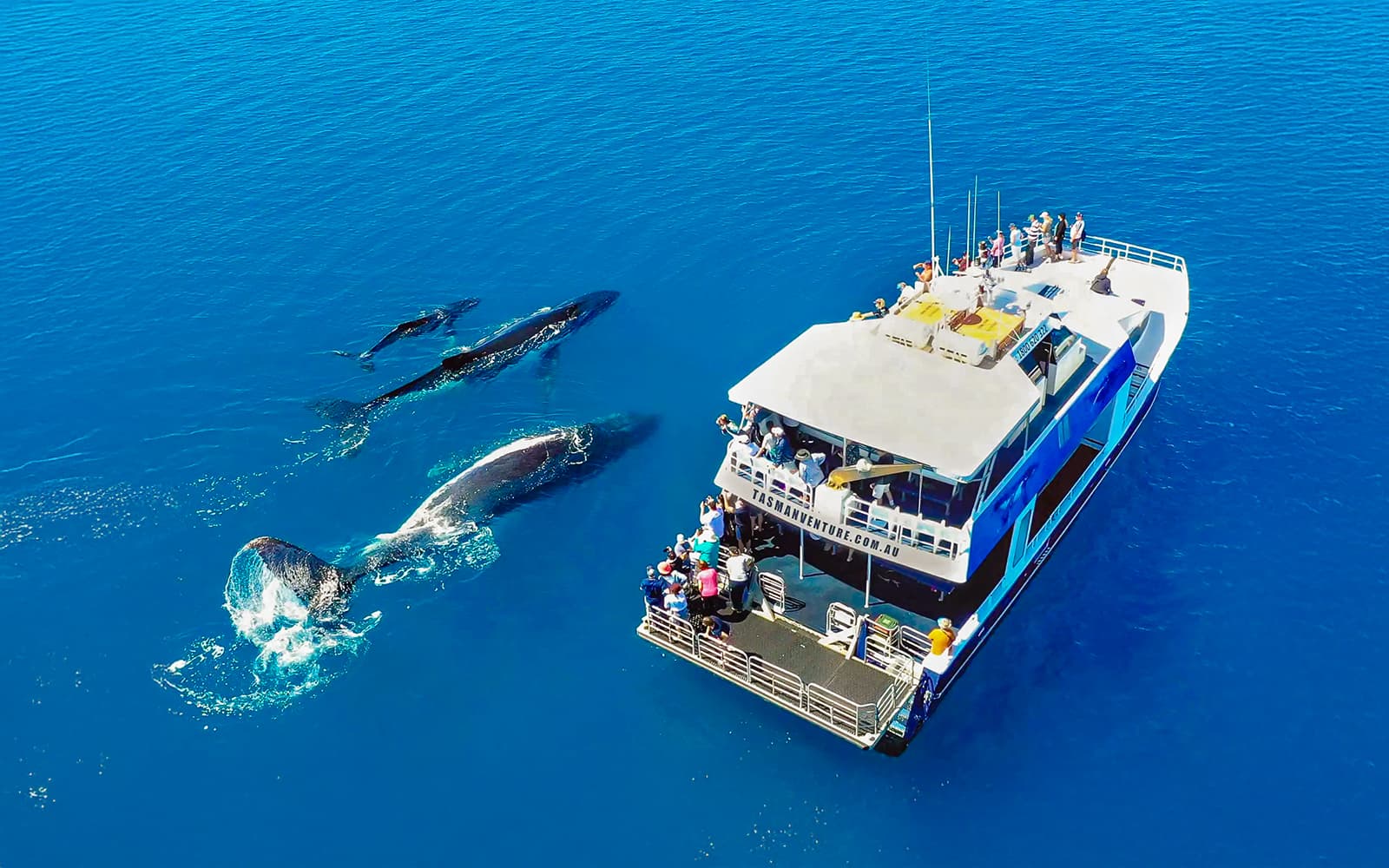 From Hervey Bay: K'gari (Fraser Island) Whale Watching Cruise tickets in Brisbane - Activities | TickYourList