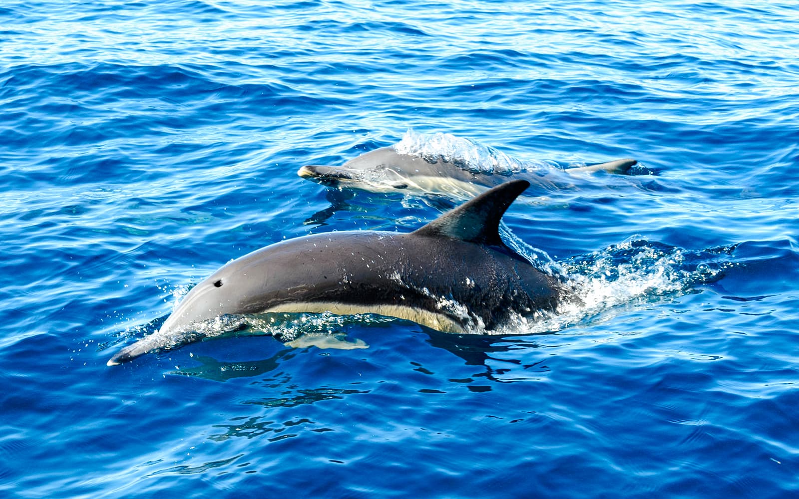 From Hervey Bay: K'gari (Fraser Island) Dolphin Eco-Sailing Cruise tickets in Brisbane - Attractions | TickYourList
