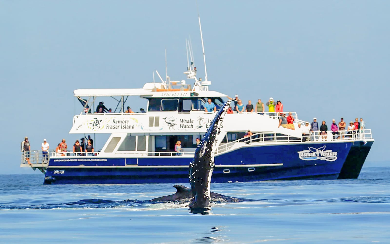 From Hervey Bay: Half-Day Whale Watching Cruise