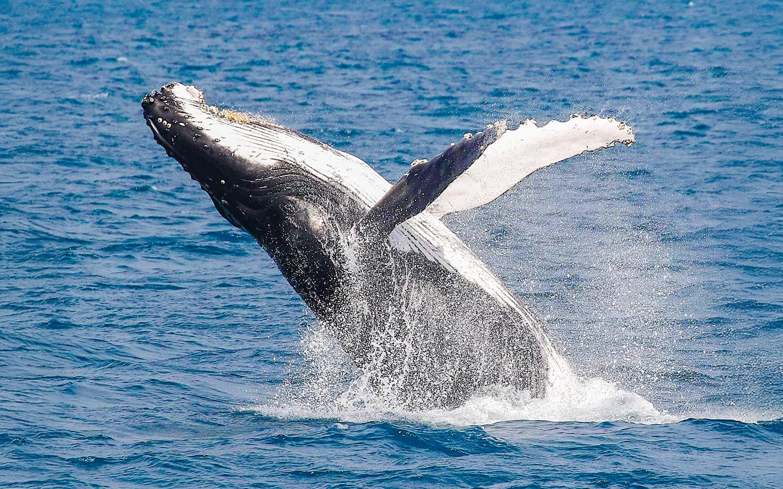 From Hervey Bay: Half-Day Whale Watching Cruise tickets in Hervey Bay - Activities | TickYourList