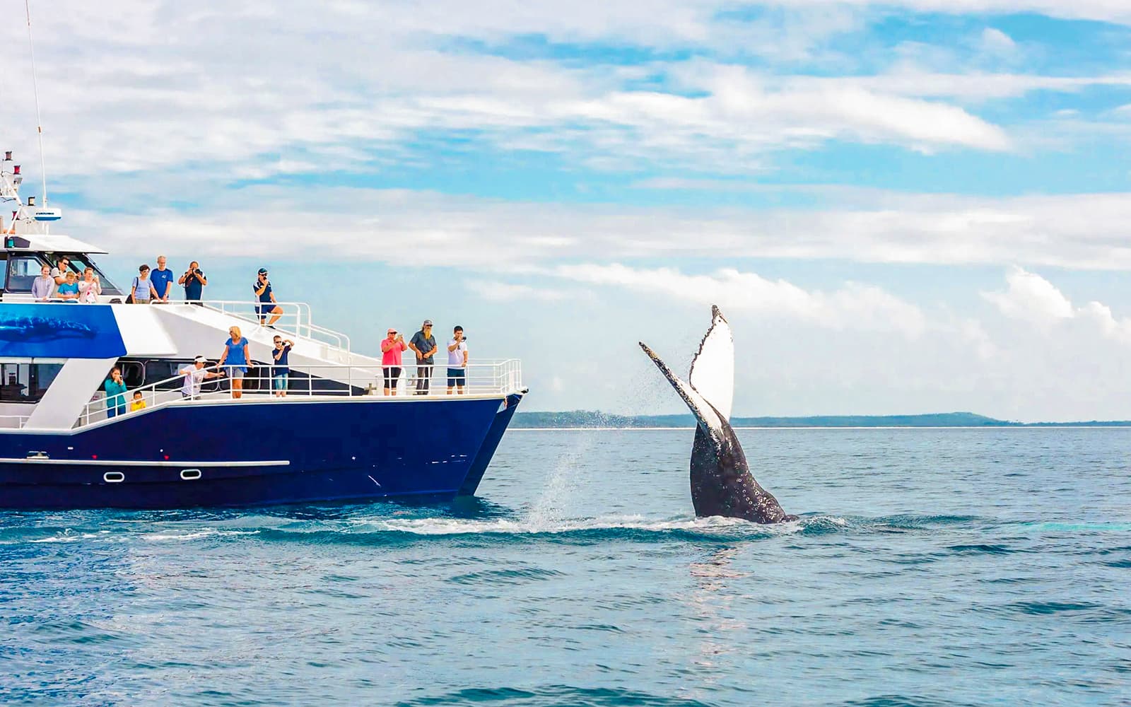 From Hervey Bay: Half-Day Whale Watching Cruise tickets in Hervey Bay - Highlights | TickYourList