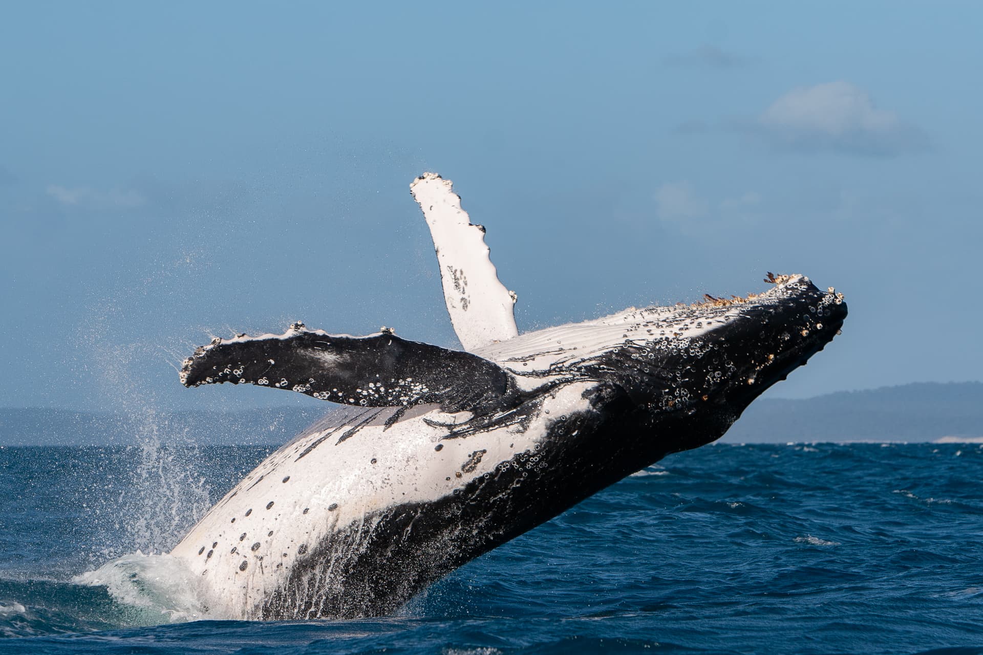 From Hervey Bay: Half-Day Whale Watching Cruise with Marine Biologist