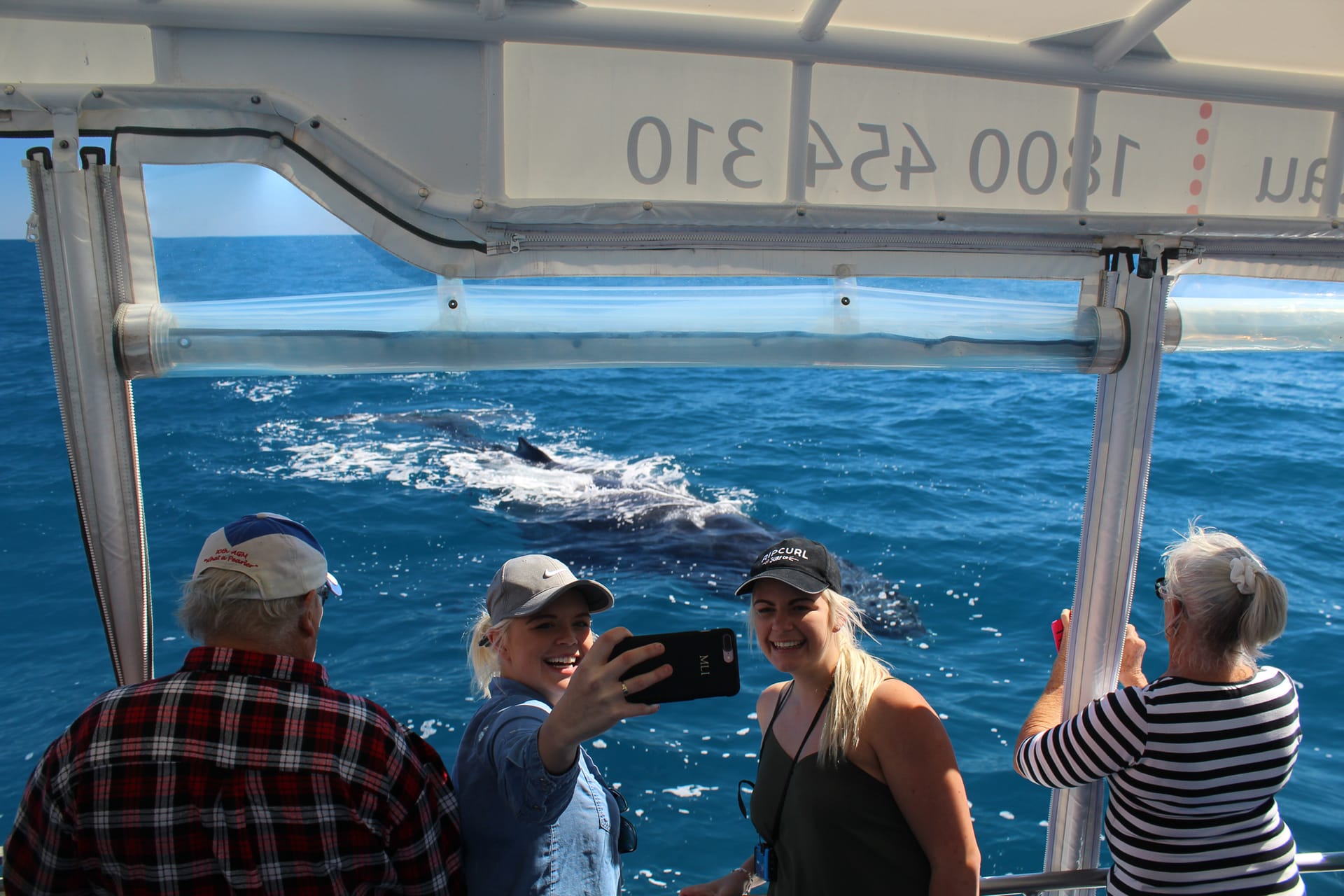 From Hervey Bay: Half-Day Whale Watching Cruise with Marine Biologist tickets in Hervey Bay - Activities | TickYourList