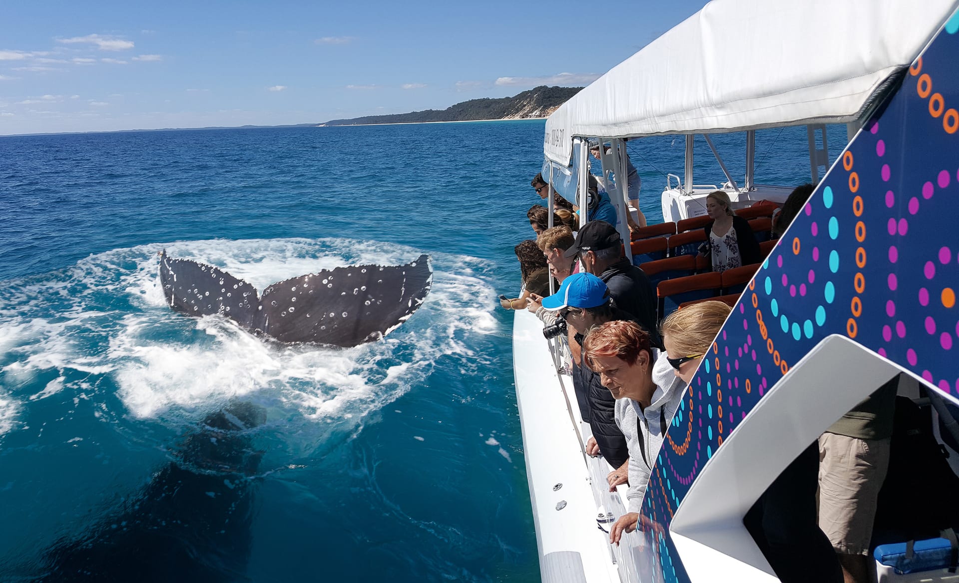 From Hervey Bay: Half-Day Whale Watching Cruise with Marine Biologist tickets in Hervey Bay - Highlights | TickYourList