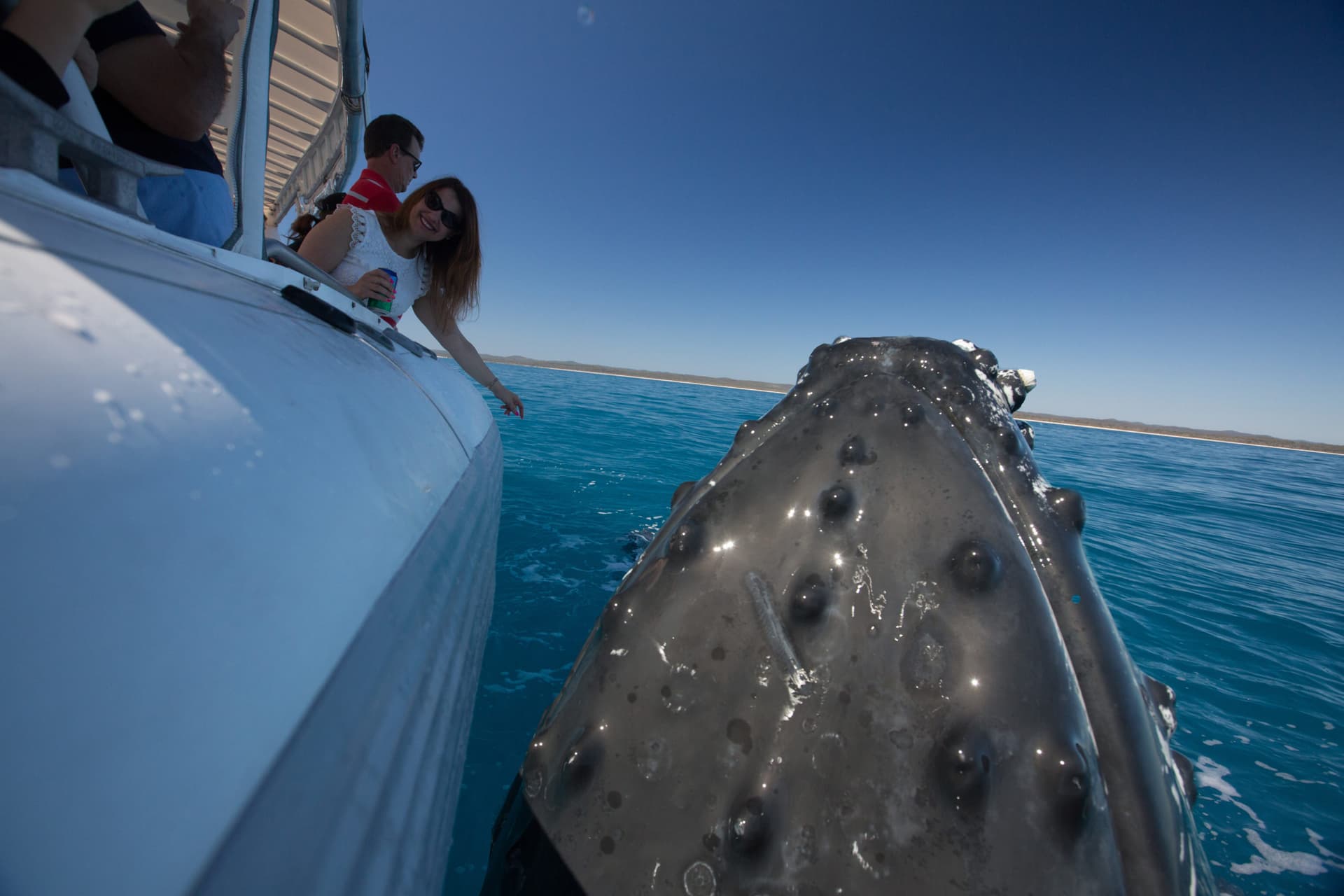 From Hervey Bay: Half-Day Whale Watching Cruise with Marine Biologist tickets in Hervey Bay - Features | TickYourList