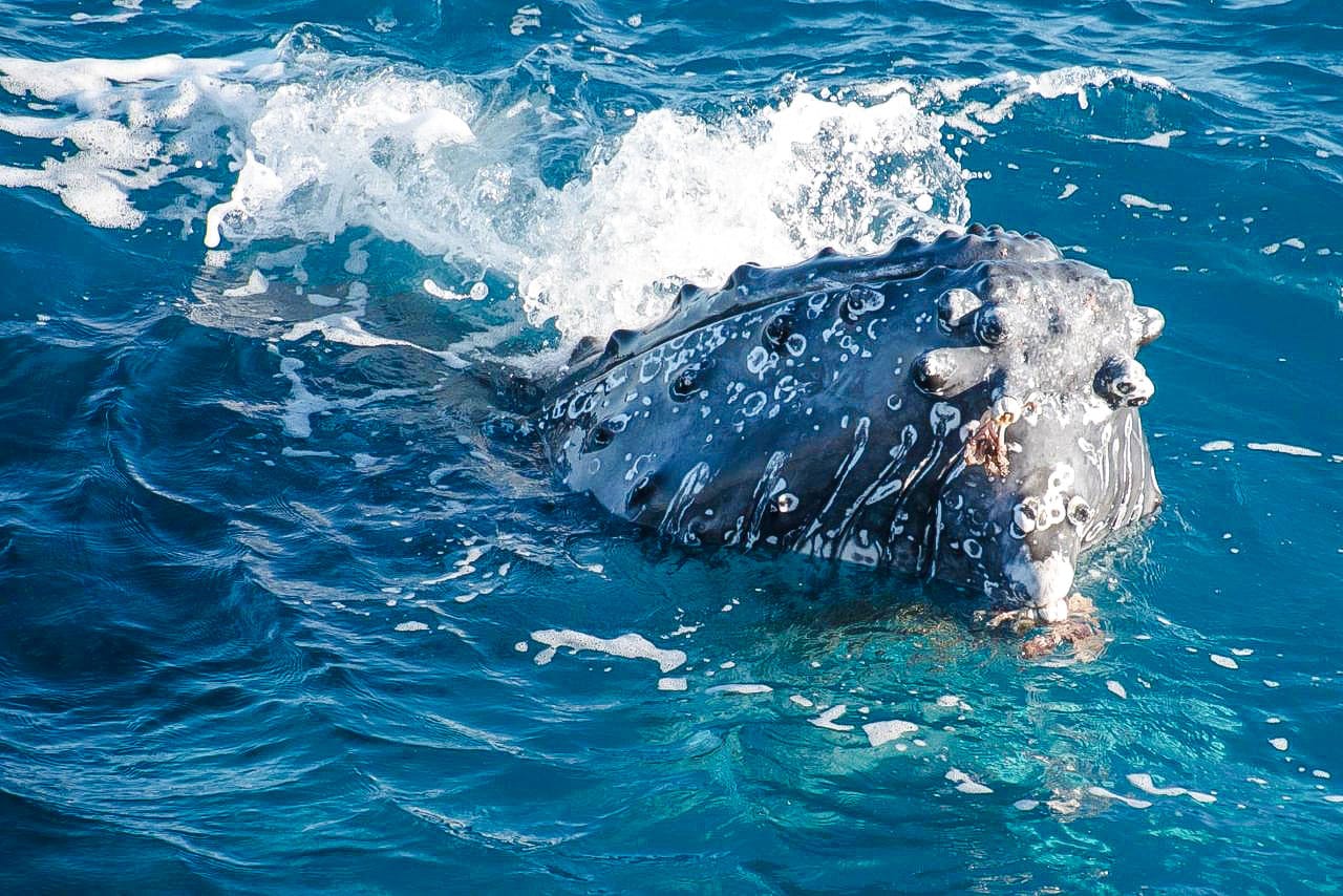 From Hervey Bay: Half-Day Whale Watching Cruise with 3 Viewing Levels & Refreshments tickets in Hervey Bay - Activities | TickYourList