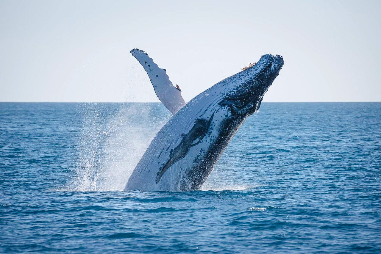 From Hervey Bay: Half-Day Whale Watching Cruise with 3 Viewing Levels & Refreshments tickets in Hervey Bay - Highlights | TickYourList