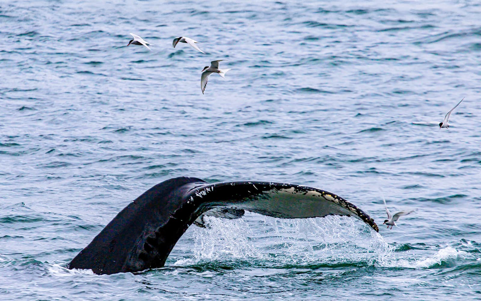 From Hervey Bay: Half-Day Whale Watching Cruise with 3 Viewing Levels & Refreshments tickets in Hervey Bay - Full Experience | TickYourList