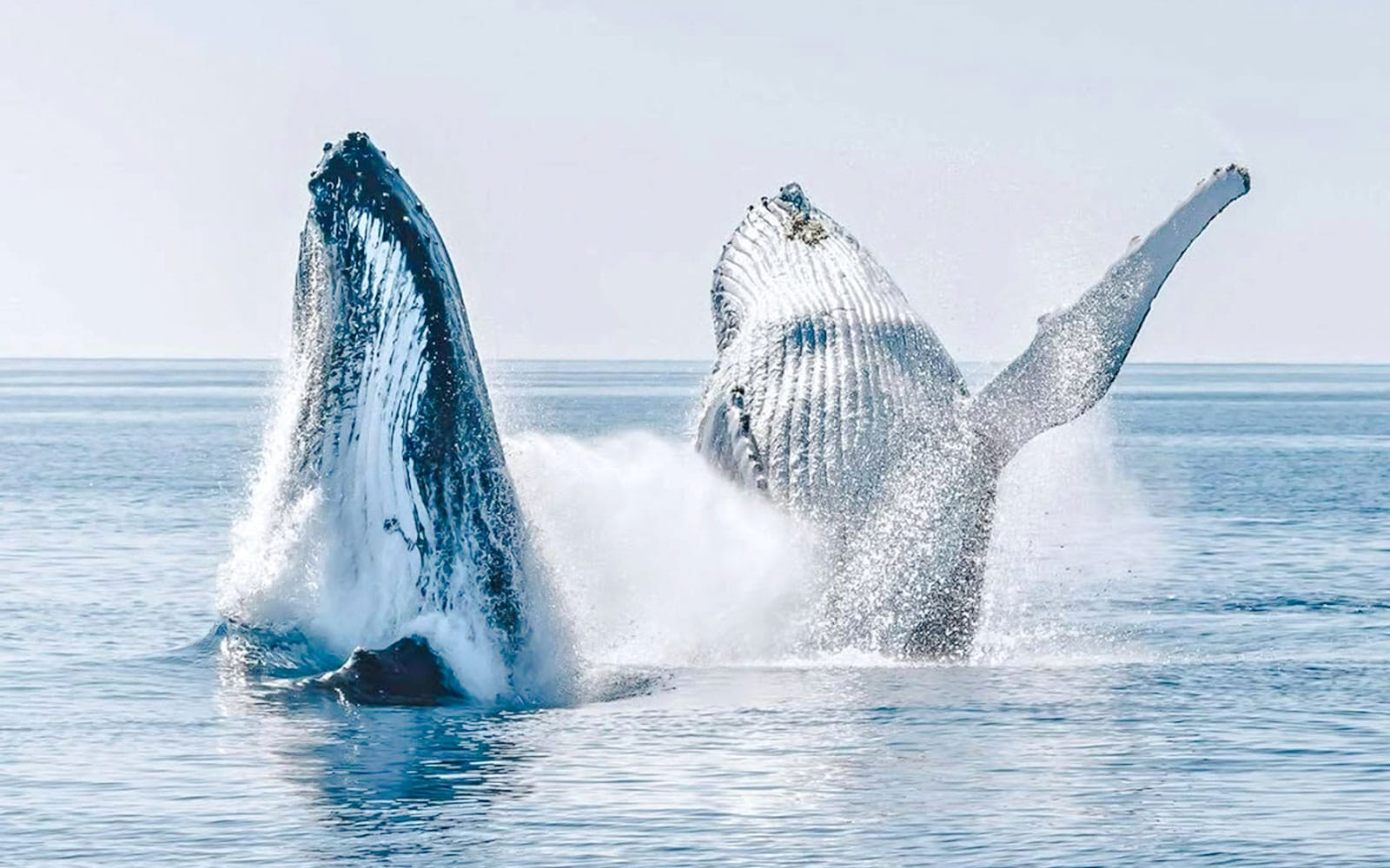 From Hervey Bay: Half-Day Whale Watching Cruise & Island Adventure Tour tickets in Hervey Bay - Attractions | TickYourList
