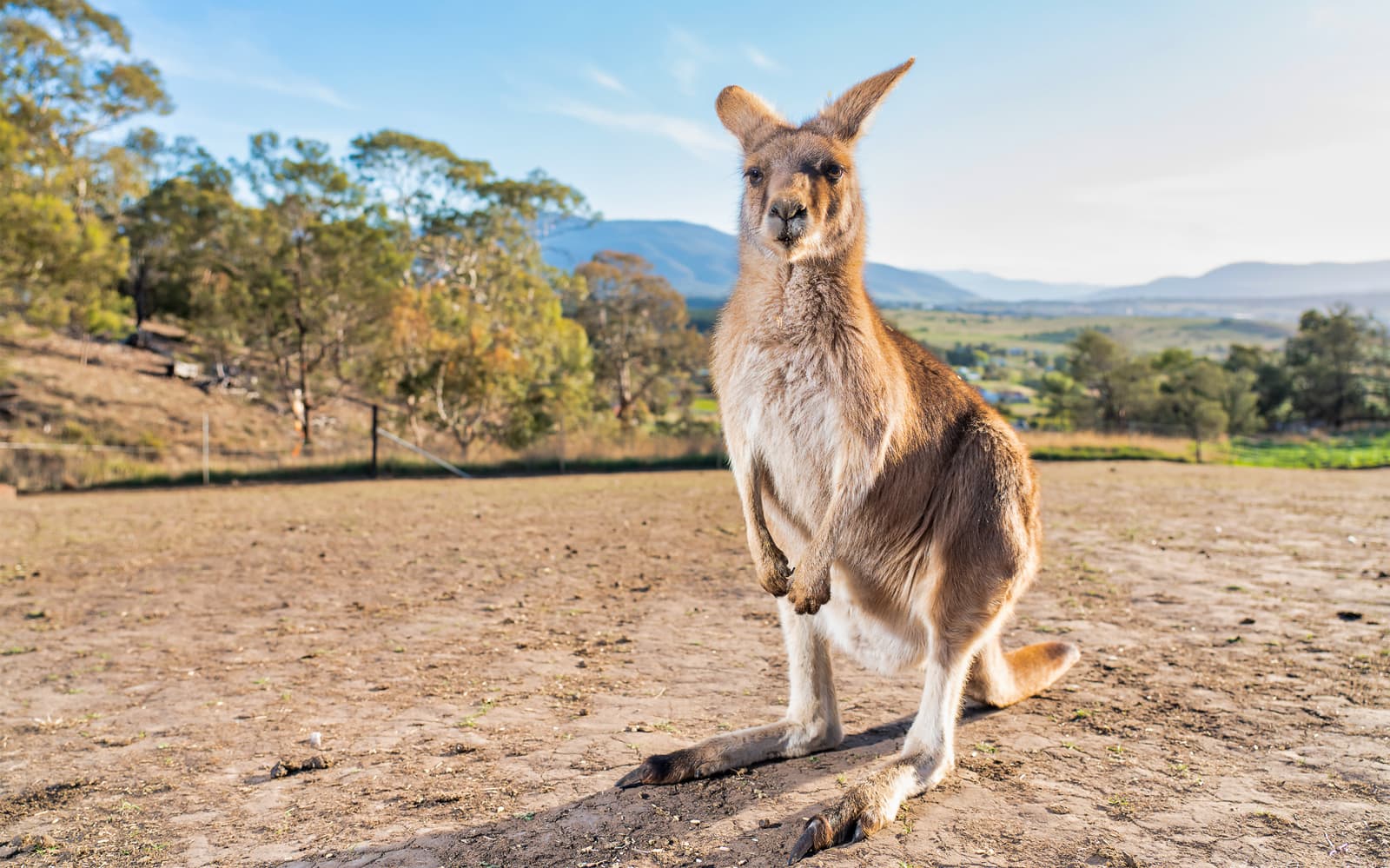 Bonorong Wildlife Sanctuary Tickets in Hobart - Attractions | TickYourList