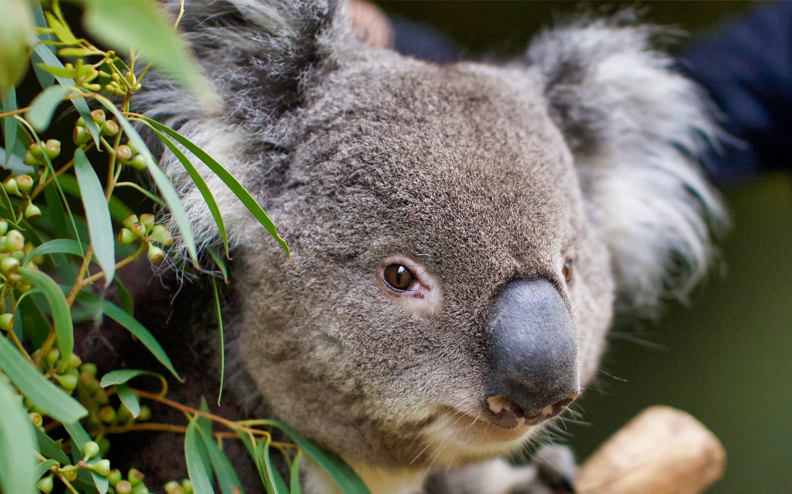 Bonorong Wildlife Sanctuary Tickets in Hobart - Discover | TickYourList