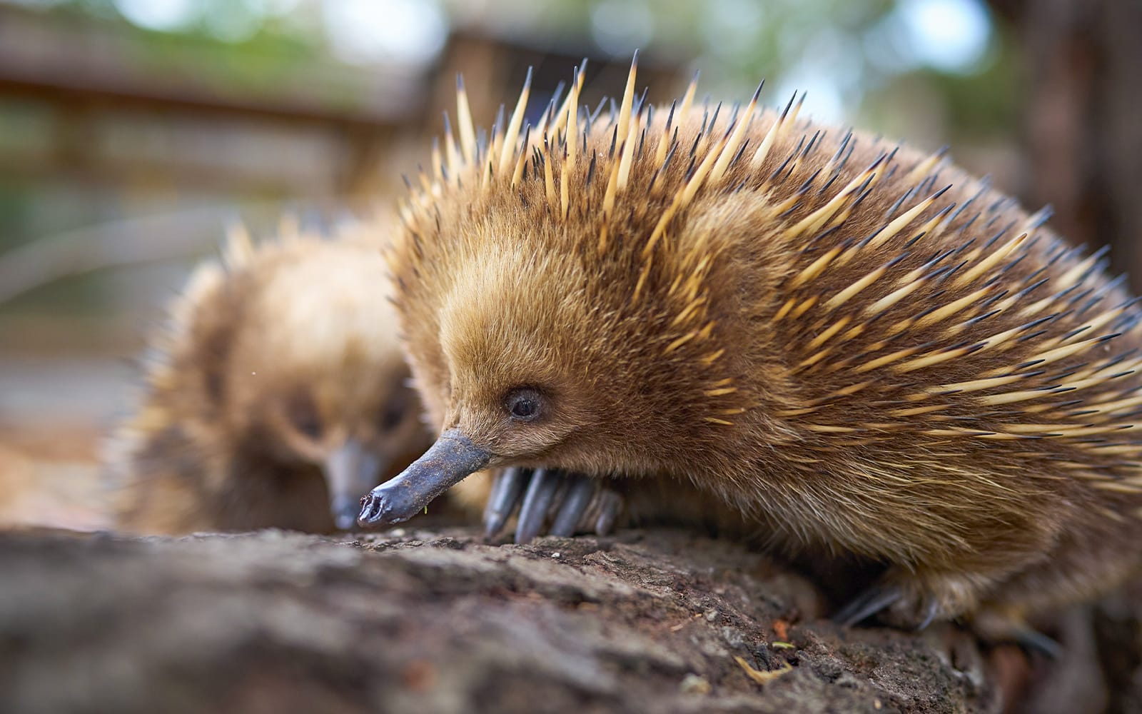 Tickets to the 2.5-Hour Feeding Frenzy at the Bonorong Wildlife Sanctuary experience in Hobart | TickYourList