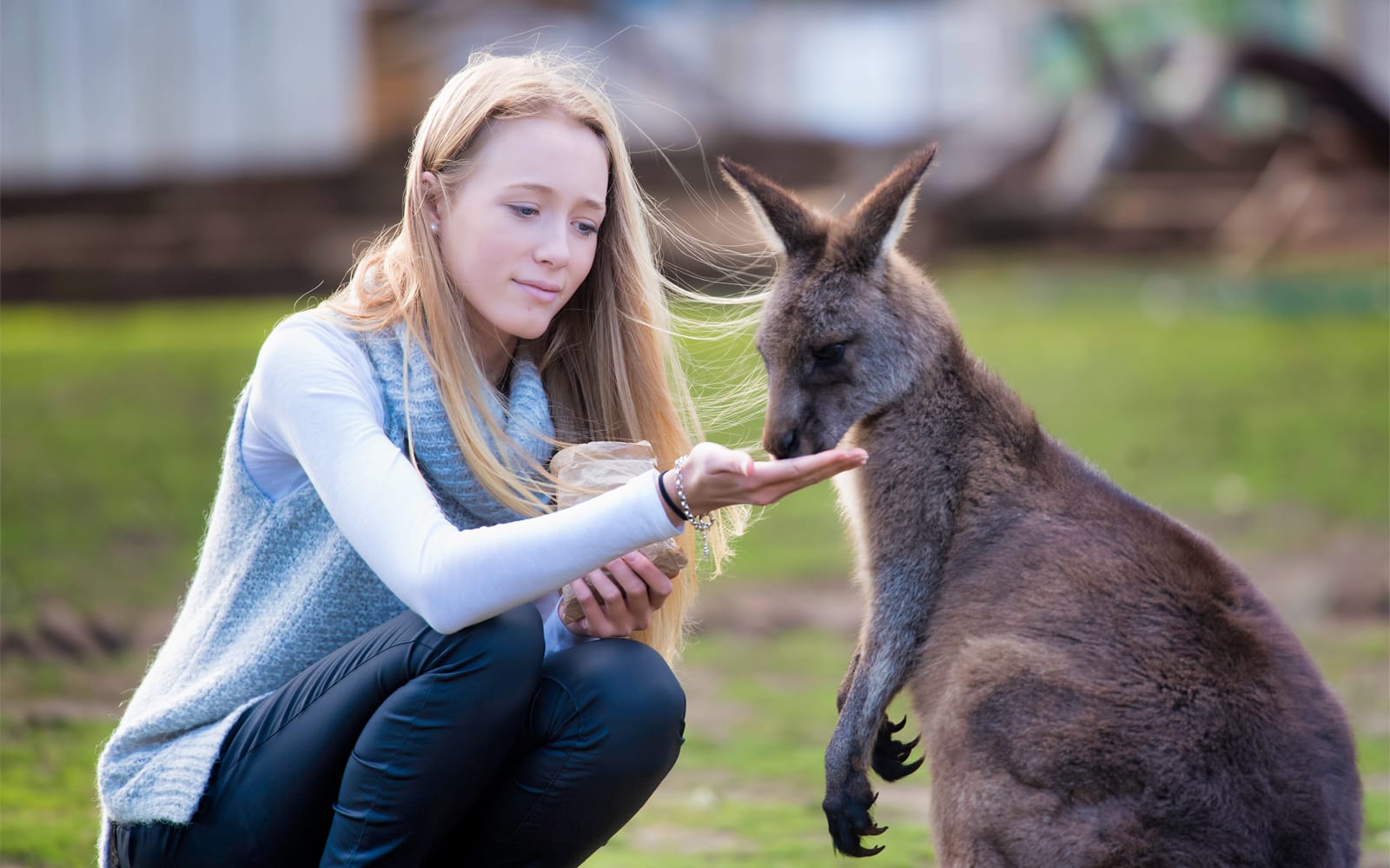 Tickets to the 2.5-Hour Feeding Frenzy at the Bonorong Wildlife Sanctuary in Hobart - Attractions | TickYourList