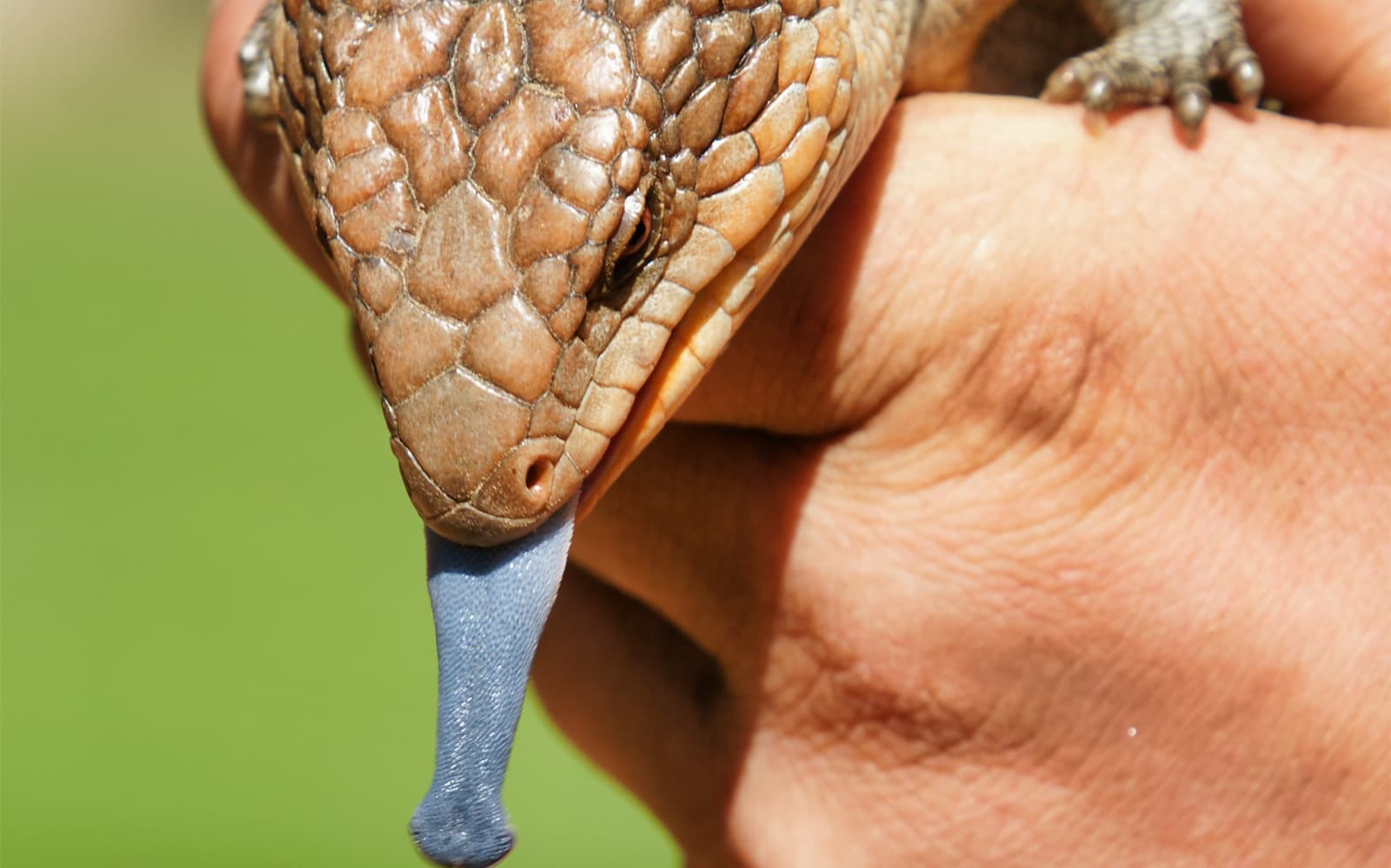 Tickets to the 2.5-Hour Feeding Frenzy at the Bonorong Wildlife Sanctuary in Hobart - Activities | TickYourList