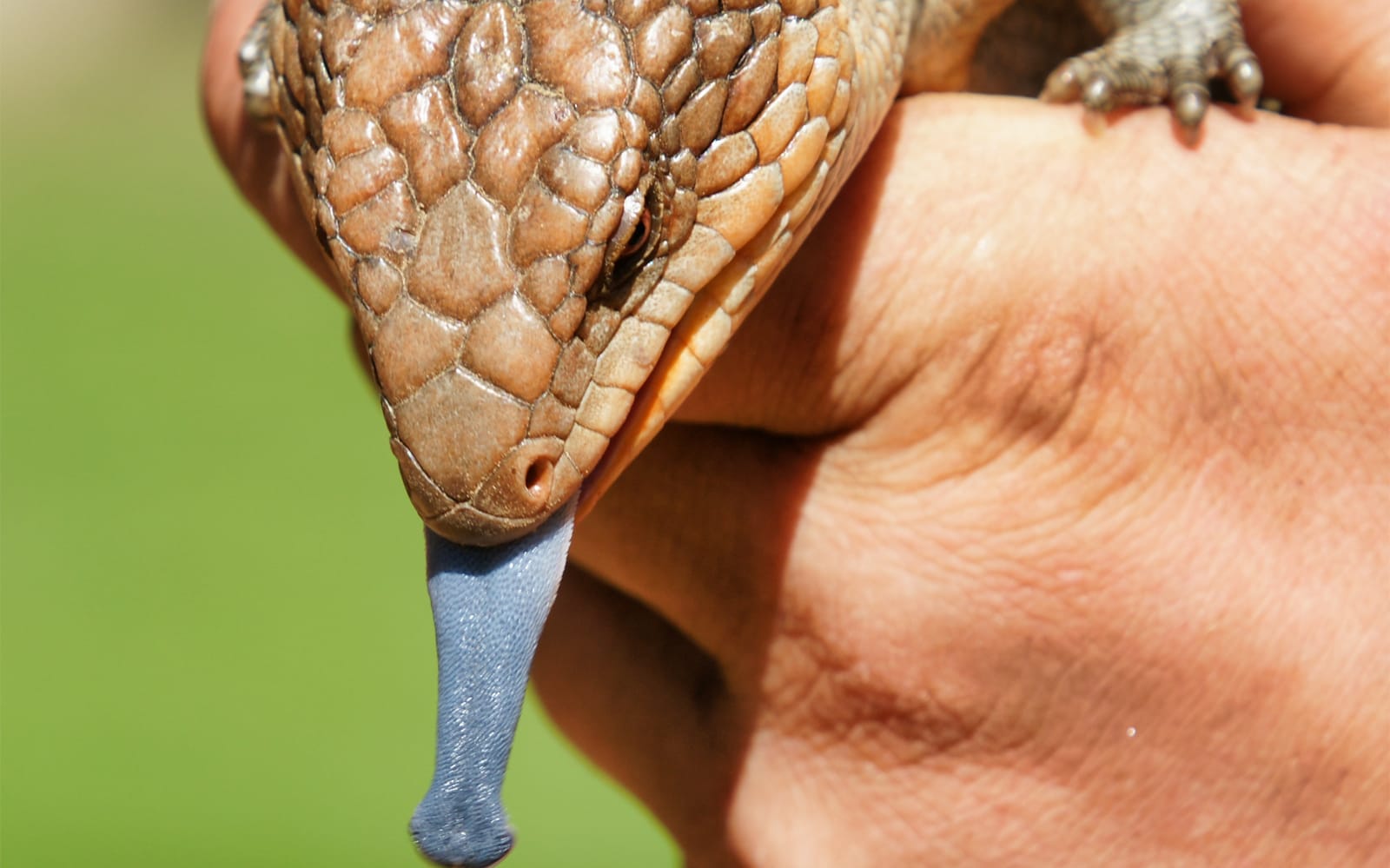 Tickets to the 2.5-Hour Feeding Frenzy at the Bonorong Wildlife Sanctuary in Hobart - Activities | TickYourList