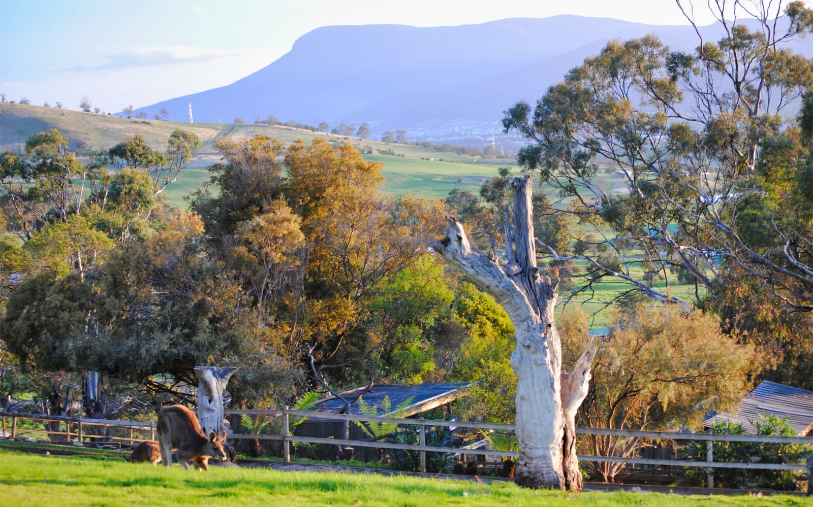 Tickets to the 2.5-Hour Feeding Frenzy at the Bonorong Wildlife Sanctuary in Hobart - Discover | TickYourList