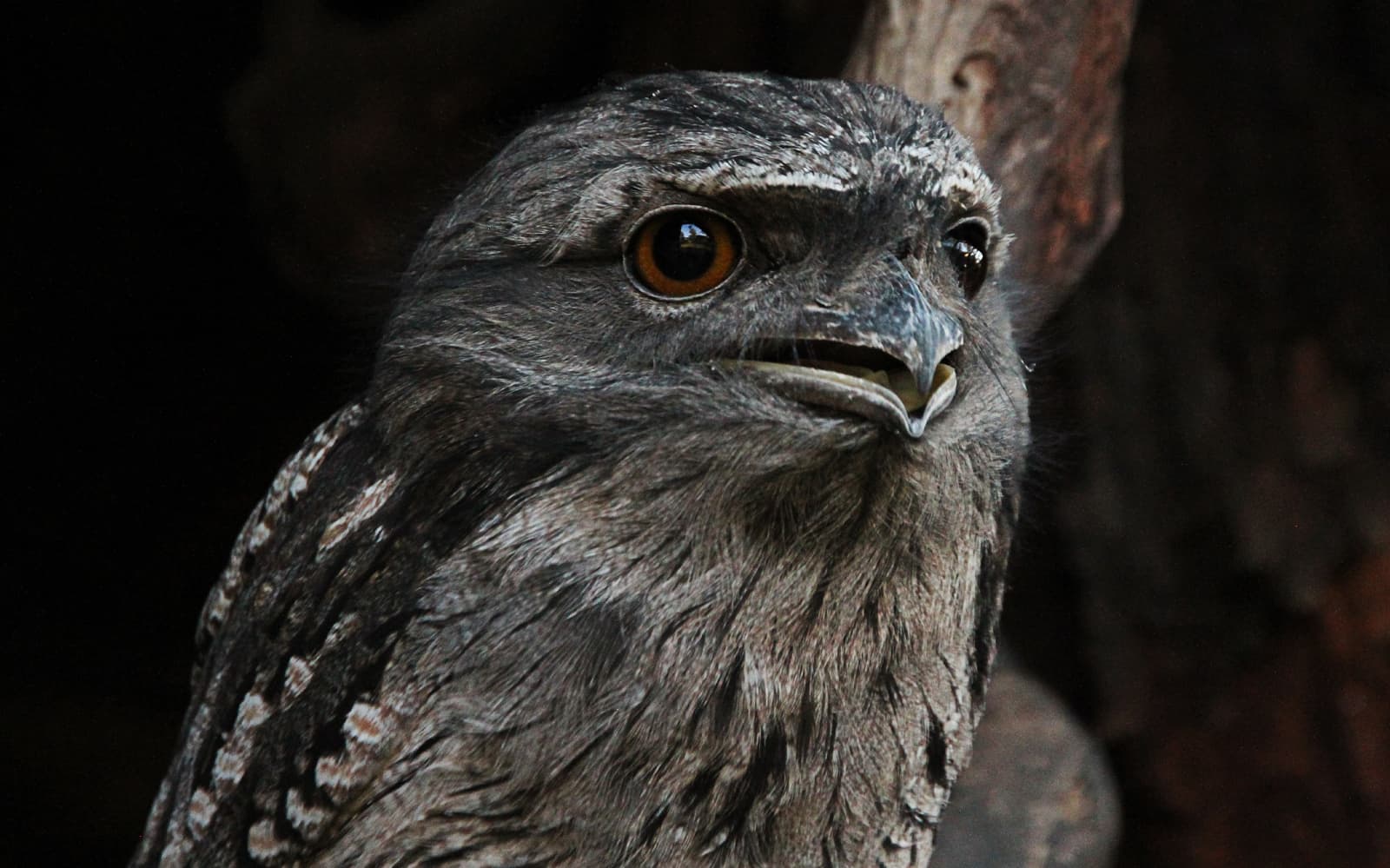 2.5-Hour Night Tour of Bonorong Wildlife Sanctuary tickets in Hobart - Attractions | TickYourList