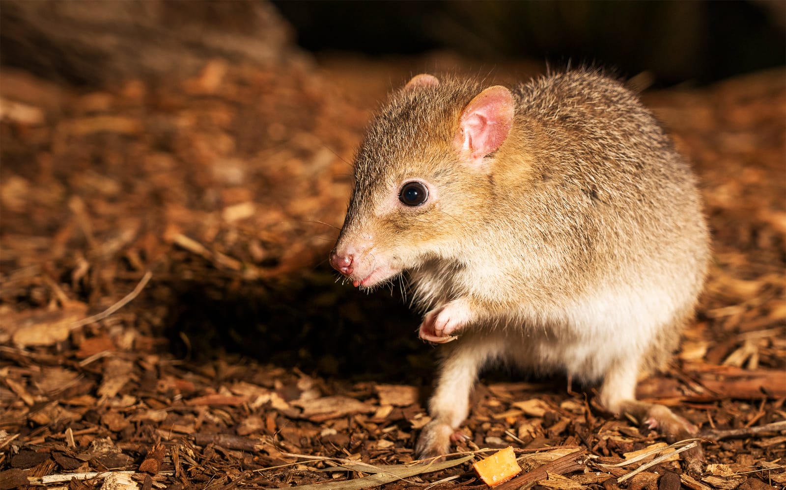 2.5-Hour Night Tour of Bonorong Wildlife Sanctuary tickets in Hobart - Explore More | TickYourList