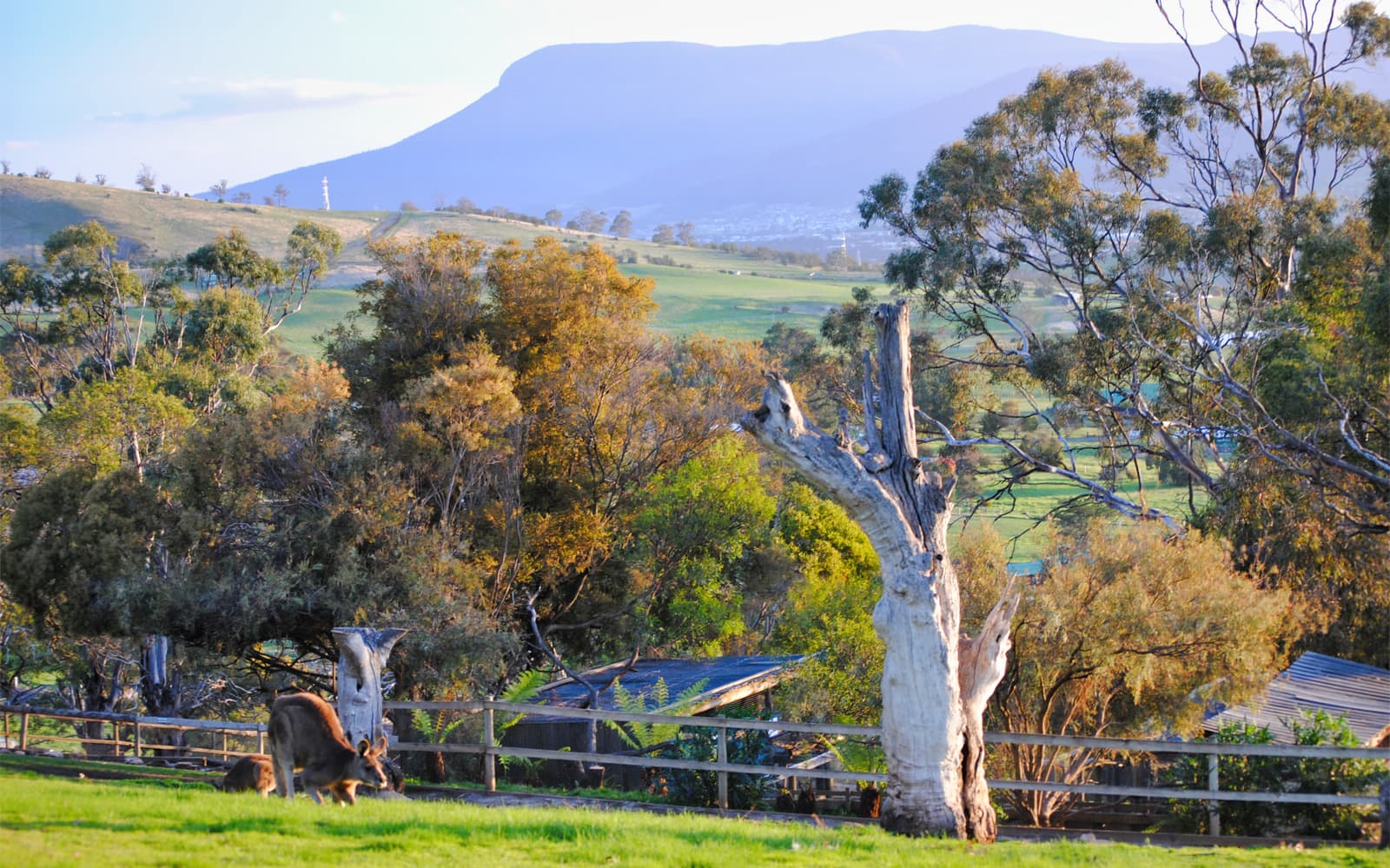 Tickets to the 3-Hour Private, Premium Feeding Frenzy at Bonorong Wildlife Sanctuary in Hobart - Activities | TickYourList